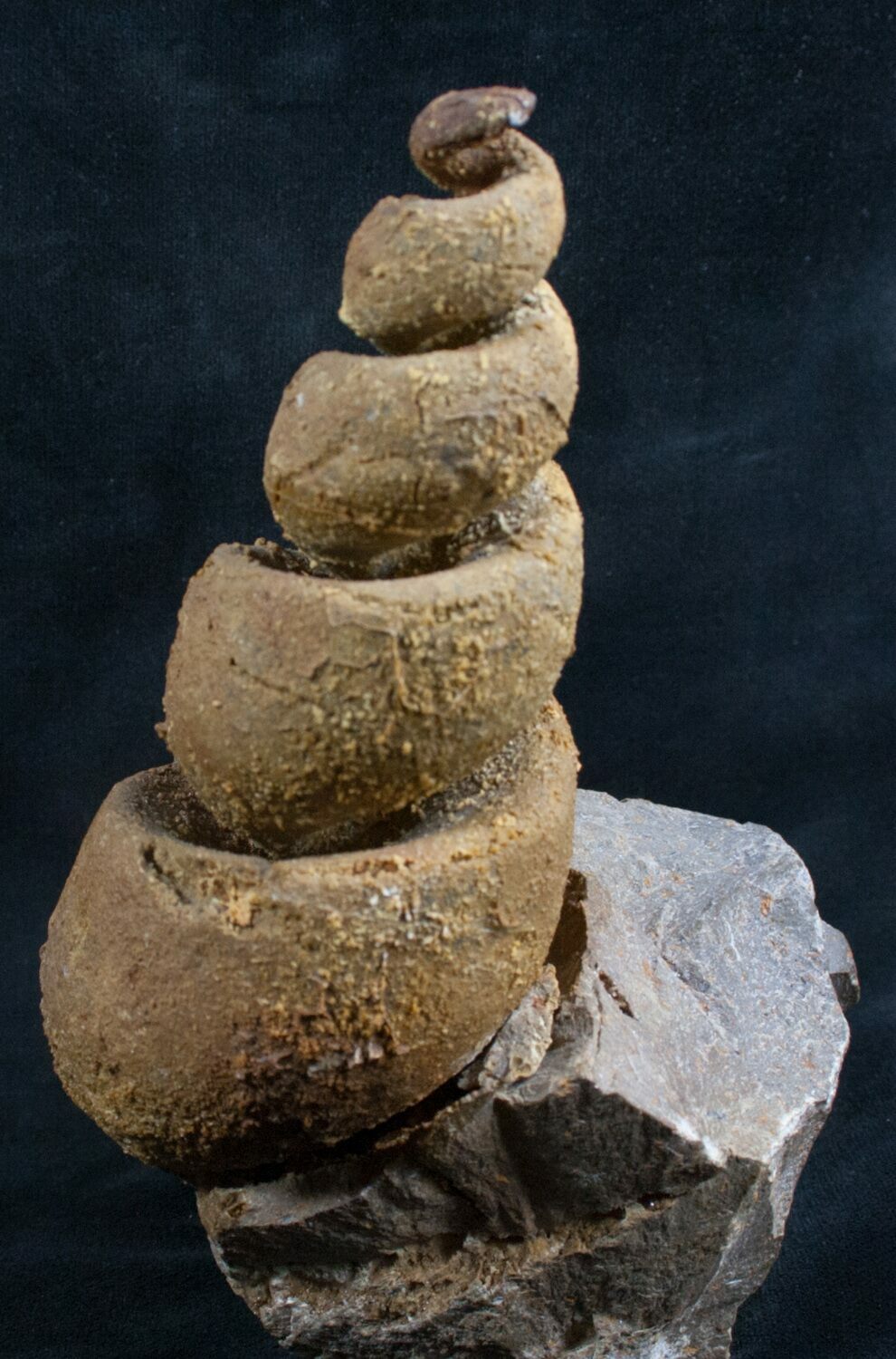 Huge 5 1/2" Gastropod Fossil Devonian For Sale (7812)