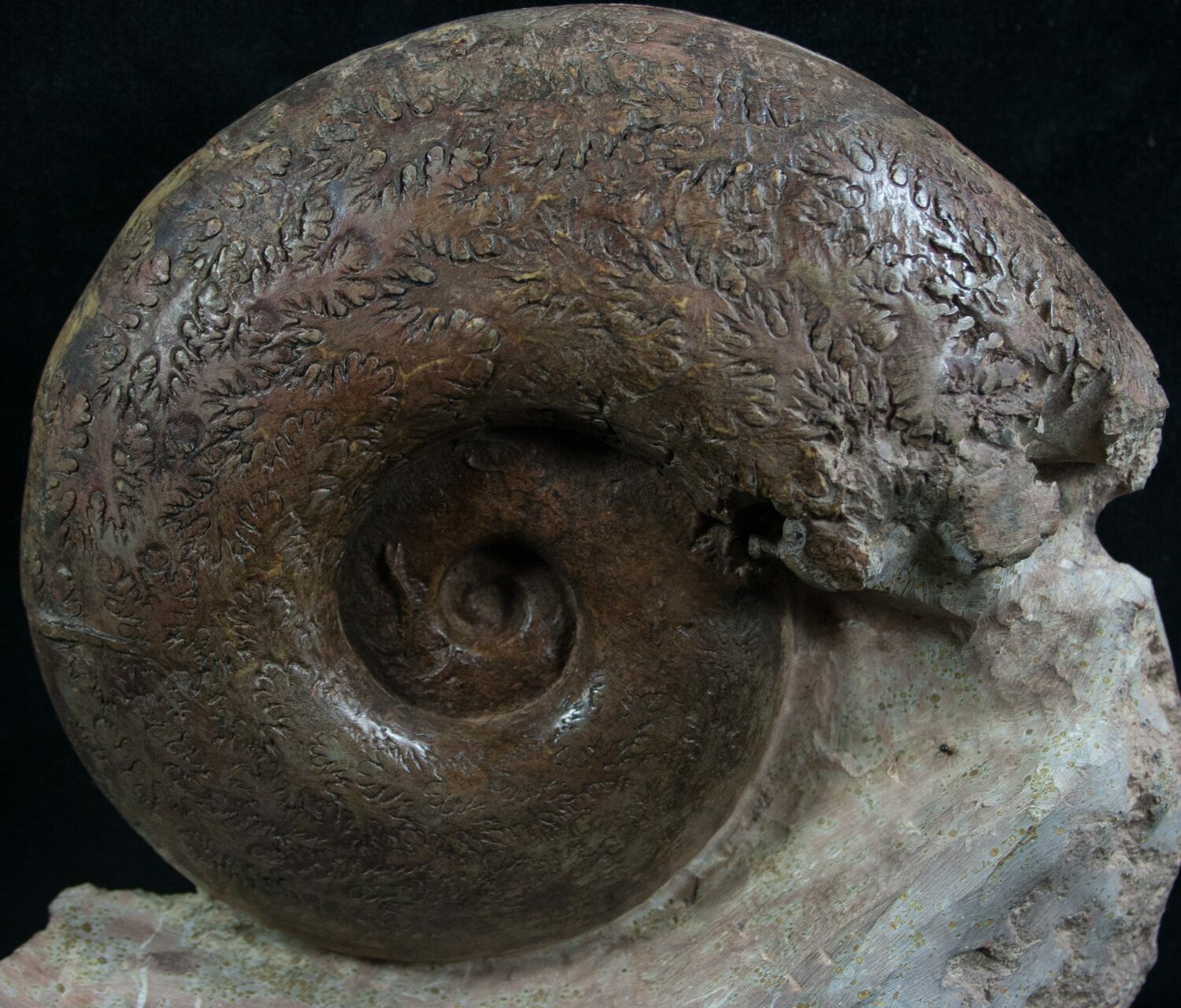 5.6" Lytoceras Ammonite Great Suture Pattern For Sale (7821