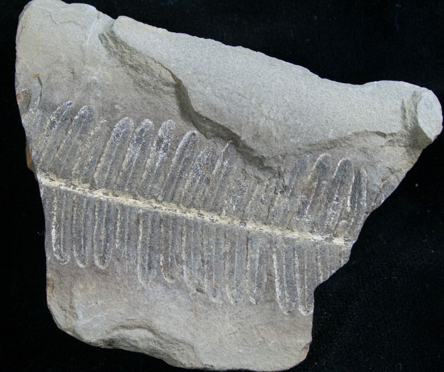 300 Million Year Old Fern Fossil For Sale (7850)