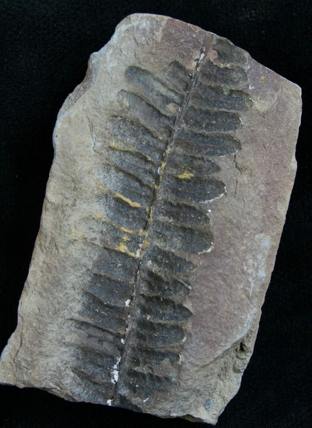 300 Million Year Old Fern Fossil For Sale (7854)