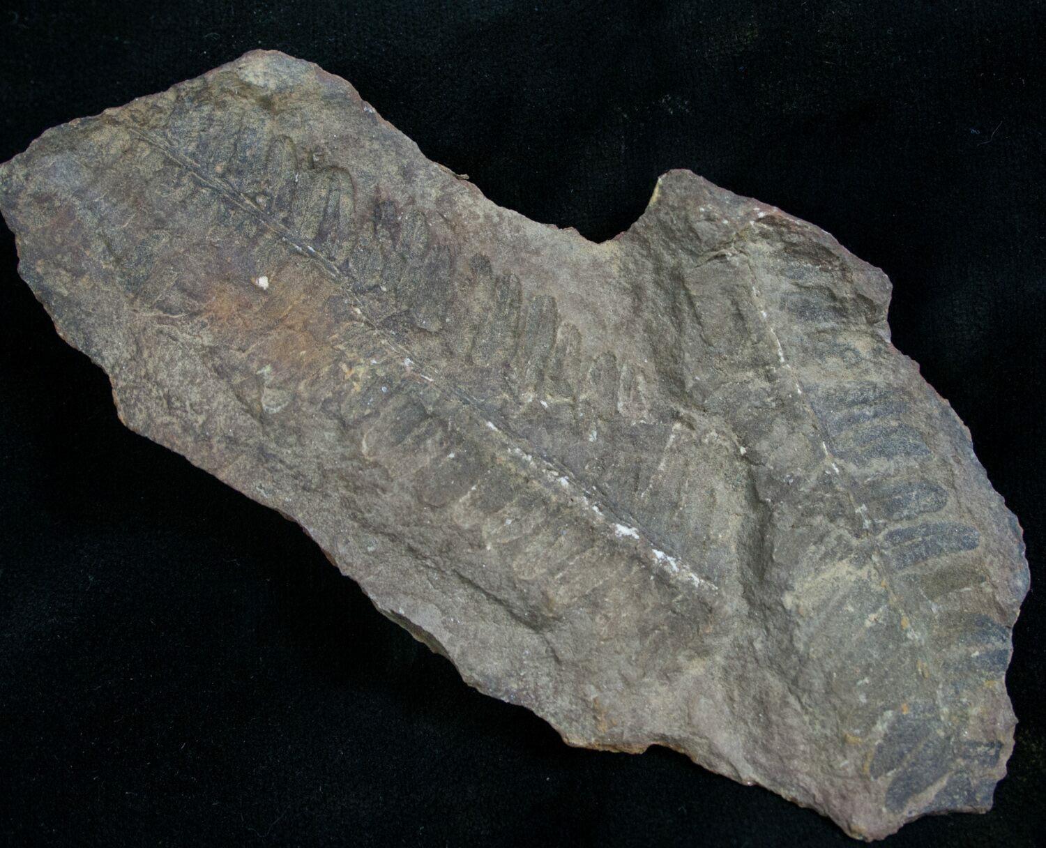 300 Million Year Old Fern Fossil For Sale (7856)