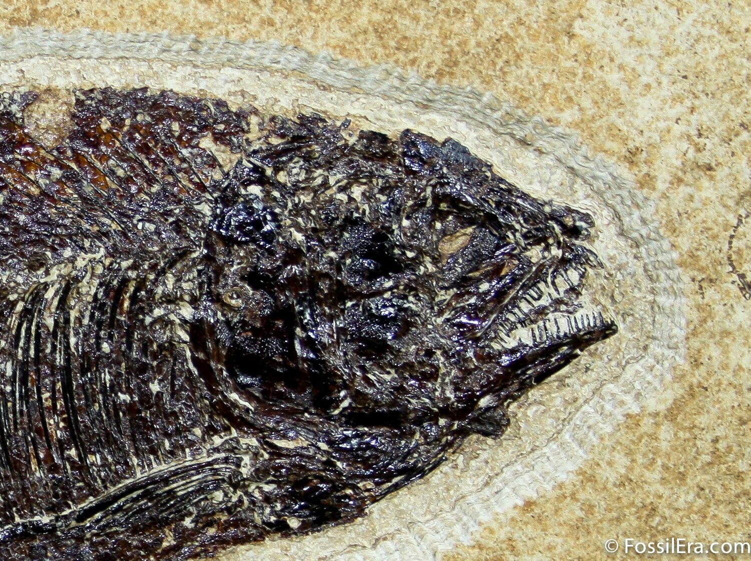 Framed Phareodus Fish Fossil 7.8 Inches Long For Sale (1324