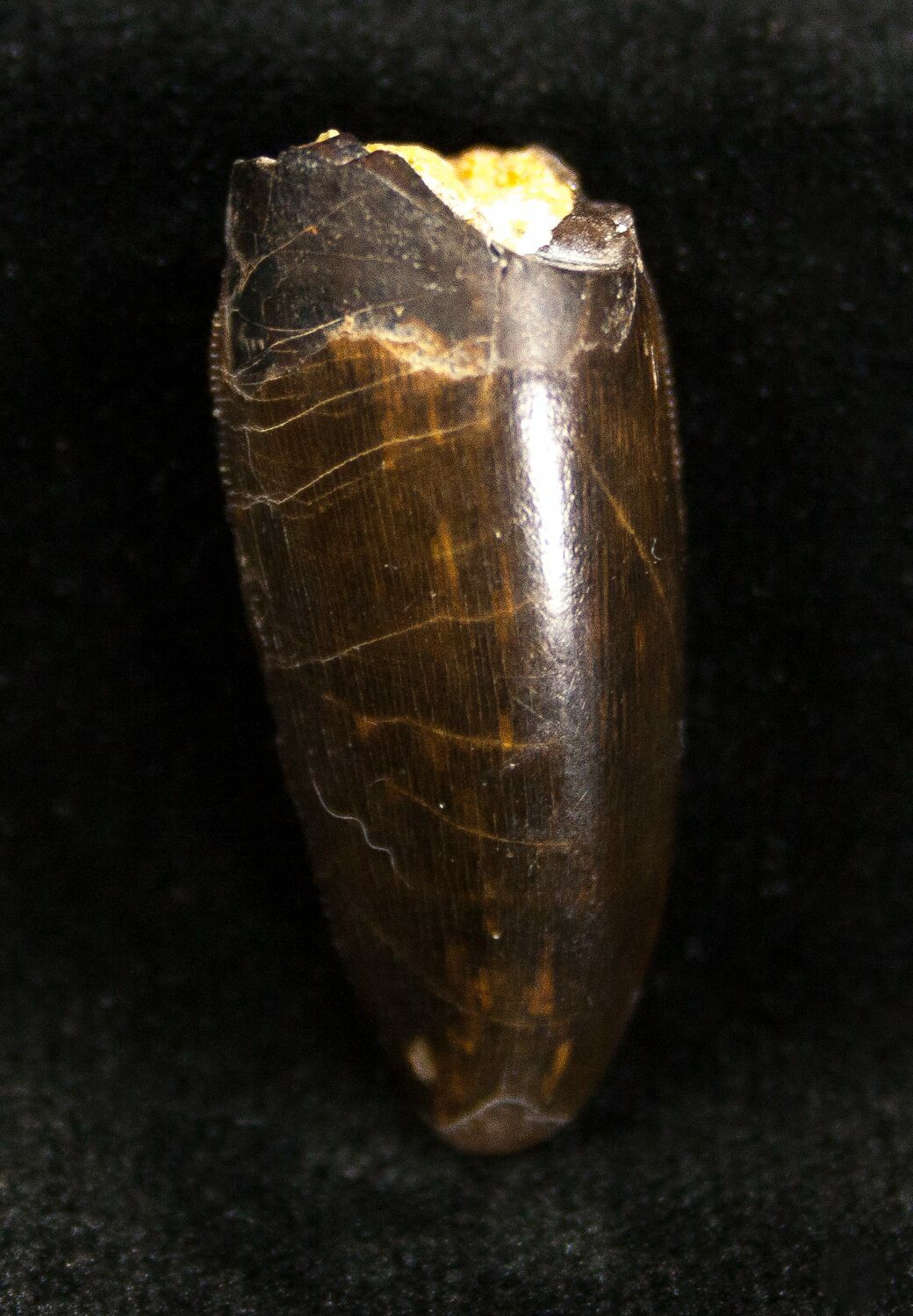 allosaurus tooth for sale