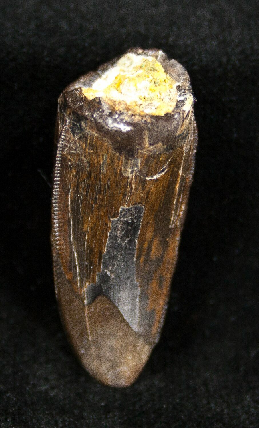 allosaurus tooth for sale