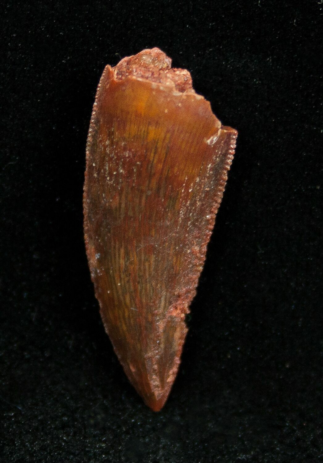 dromaeosaur tooth