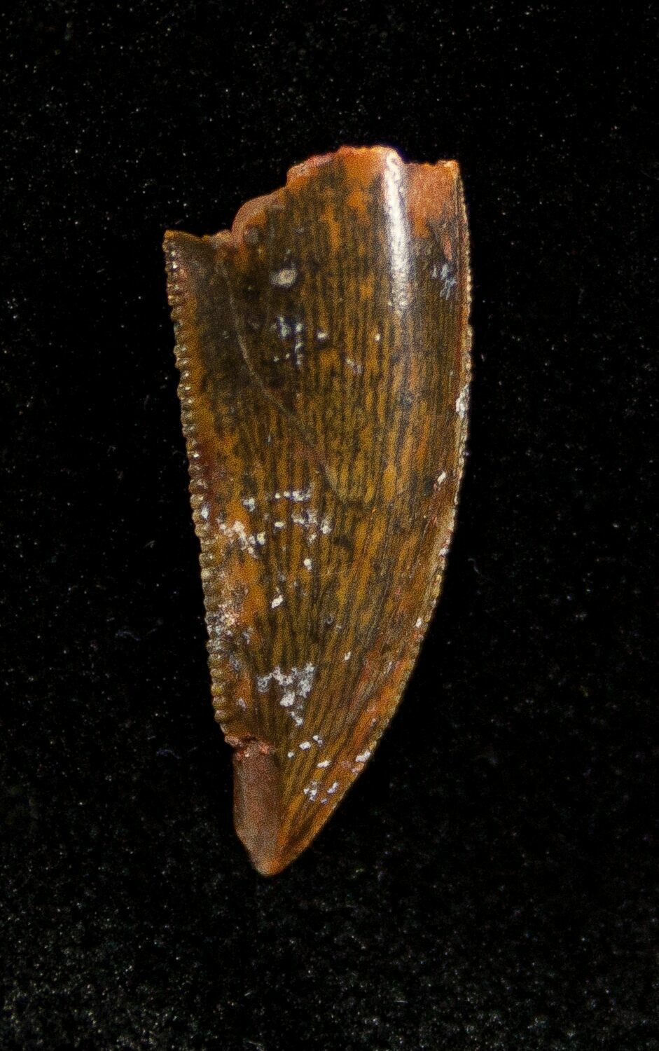 dromaeosaur tooth