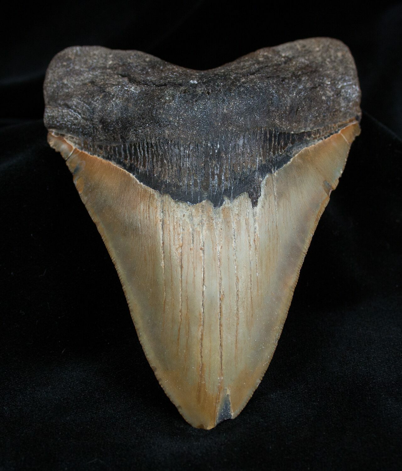 Nice 5.05 Inch NC Megalodon Tooth For Sale (#1350) - FossilEra.com