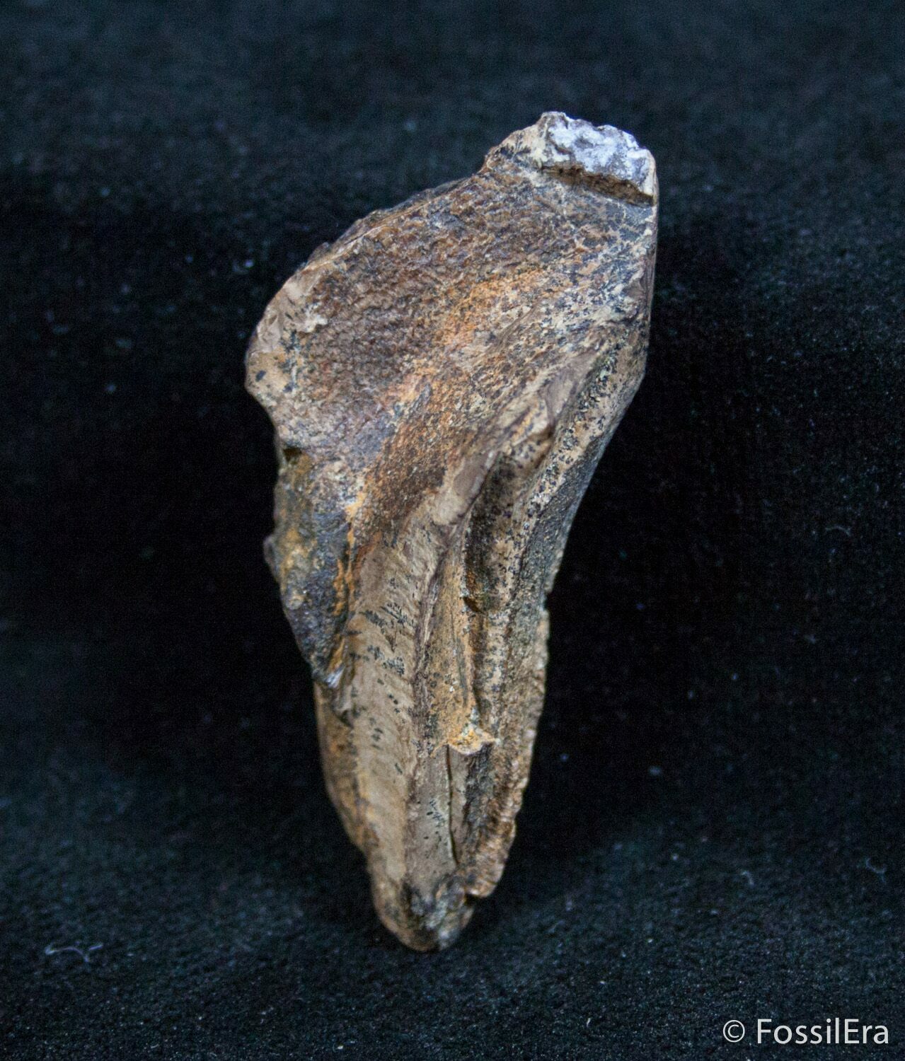 triceratops tooth