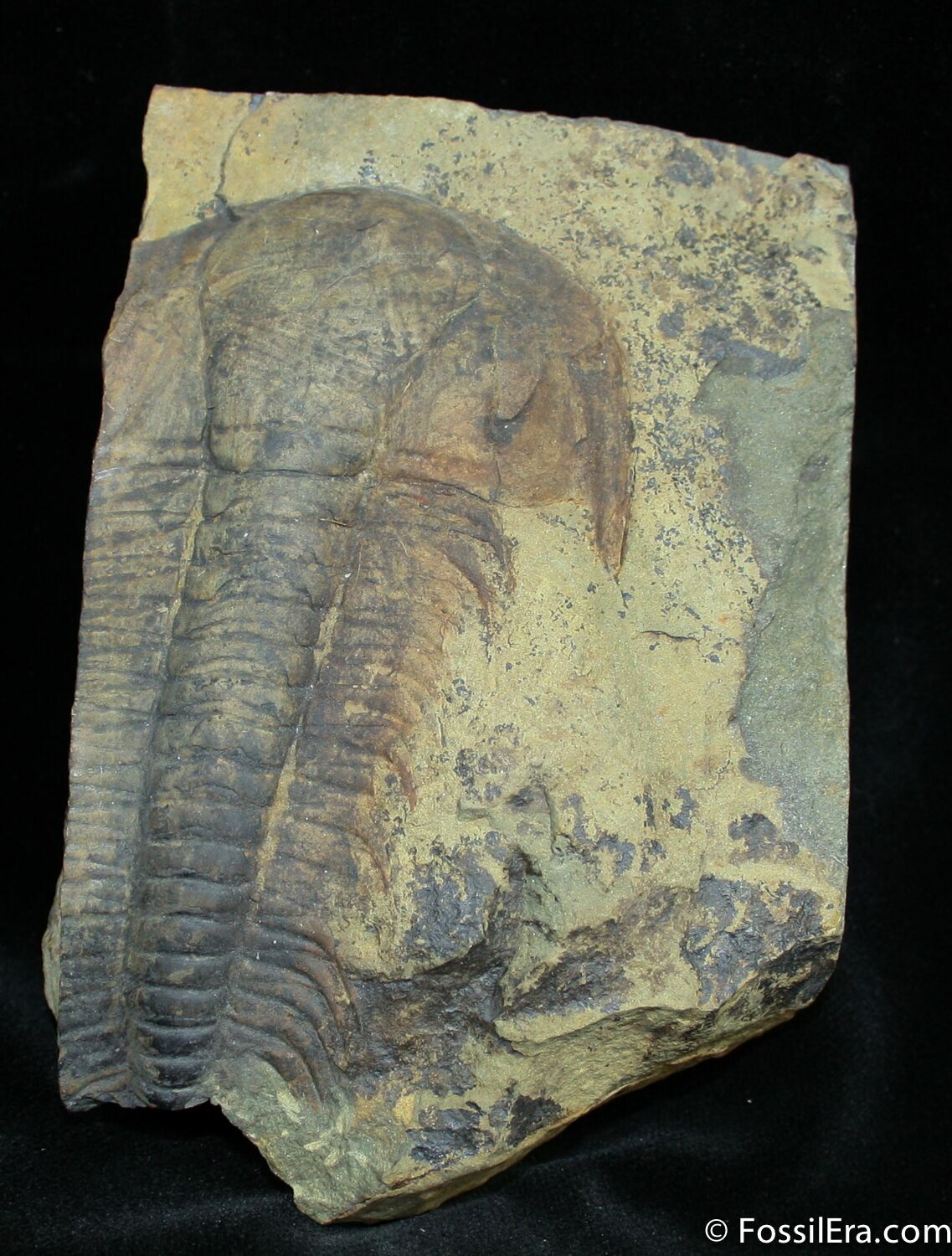 fossil 1487