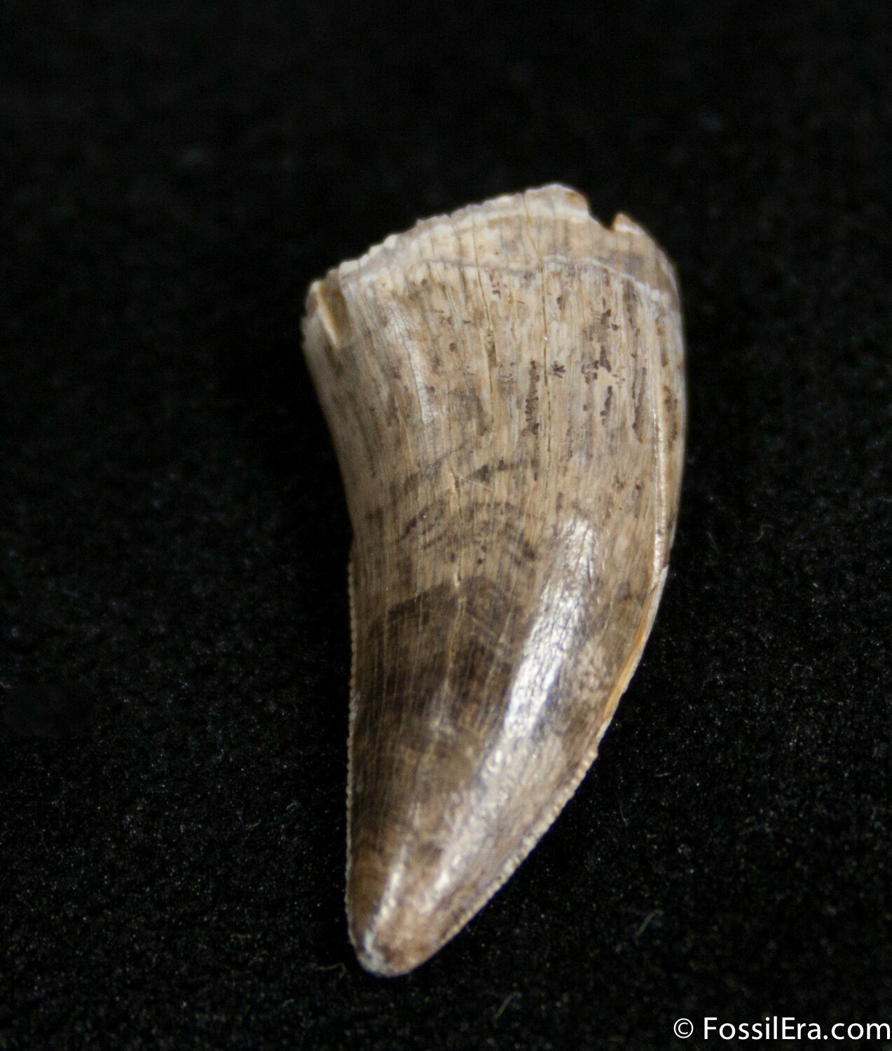 dromaeosaur tooth