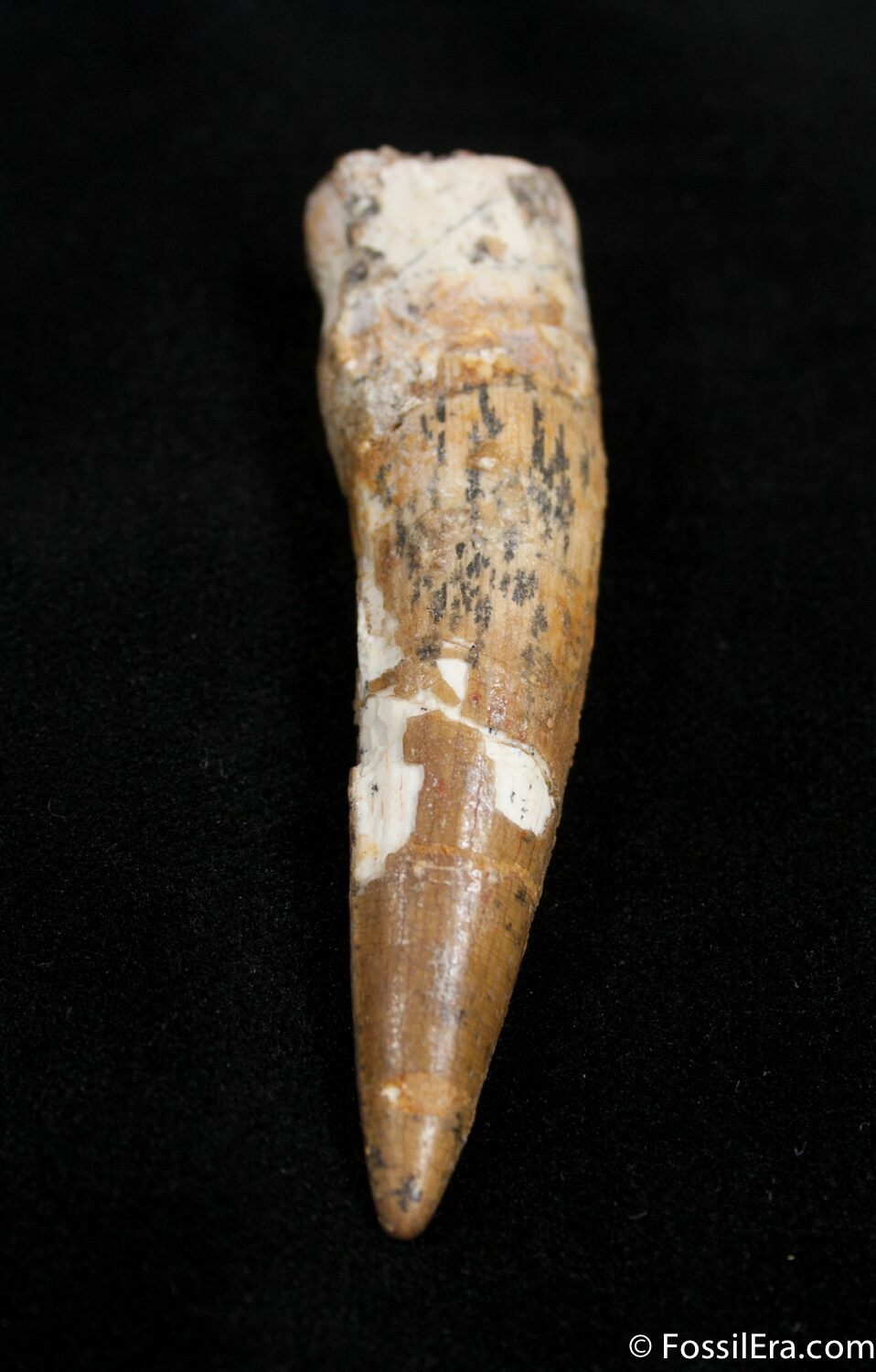 spinosaurus tooth