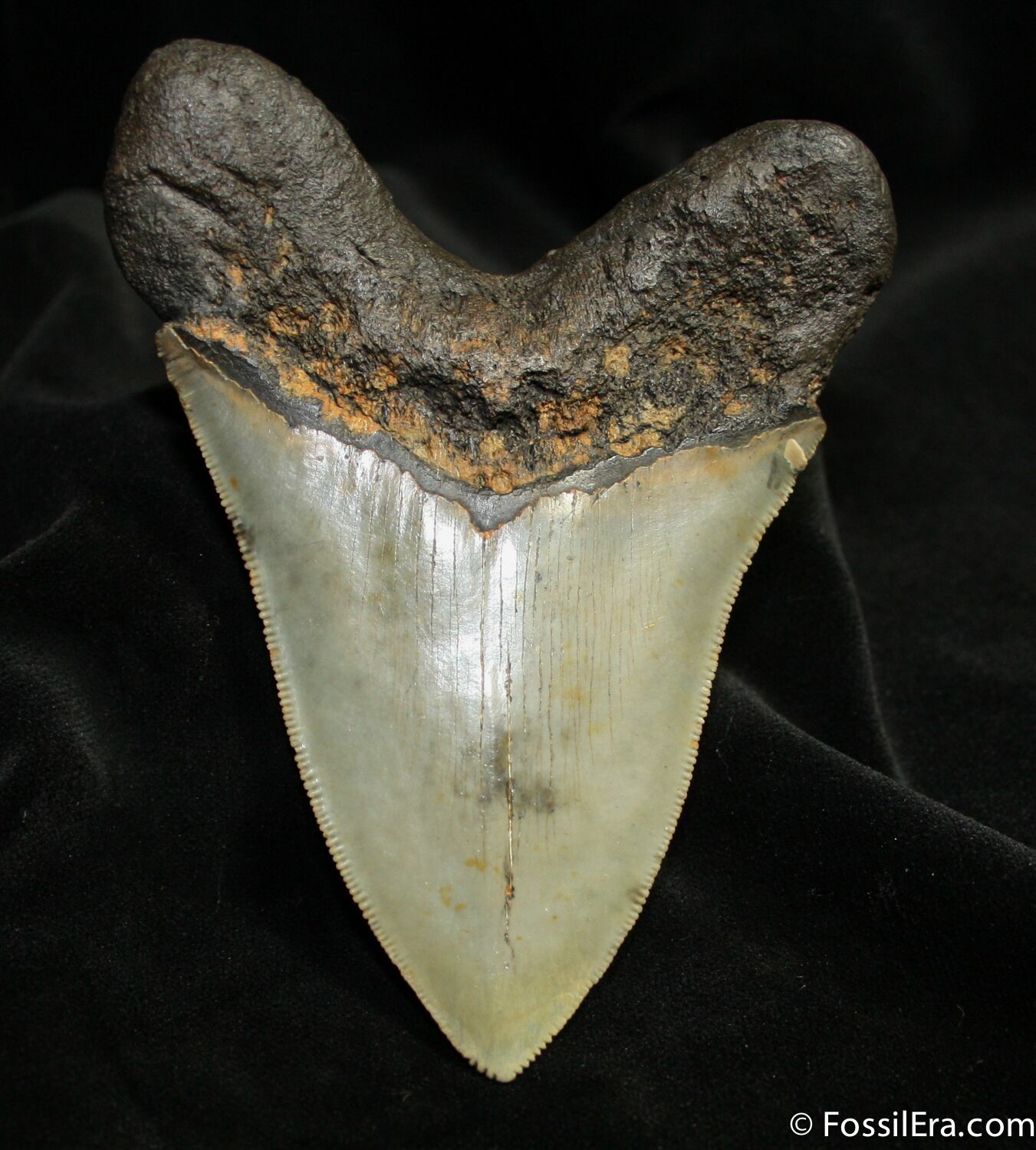 4.25 Inch Megalodon Tooth - Sharp Tip & Serrations For Sale (#1530