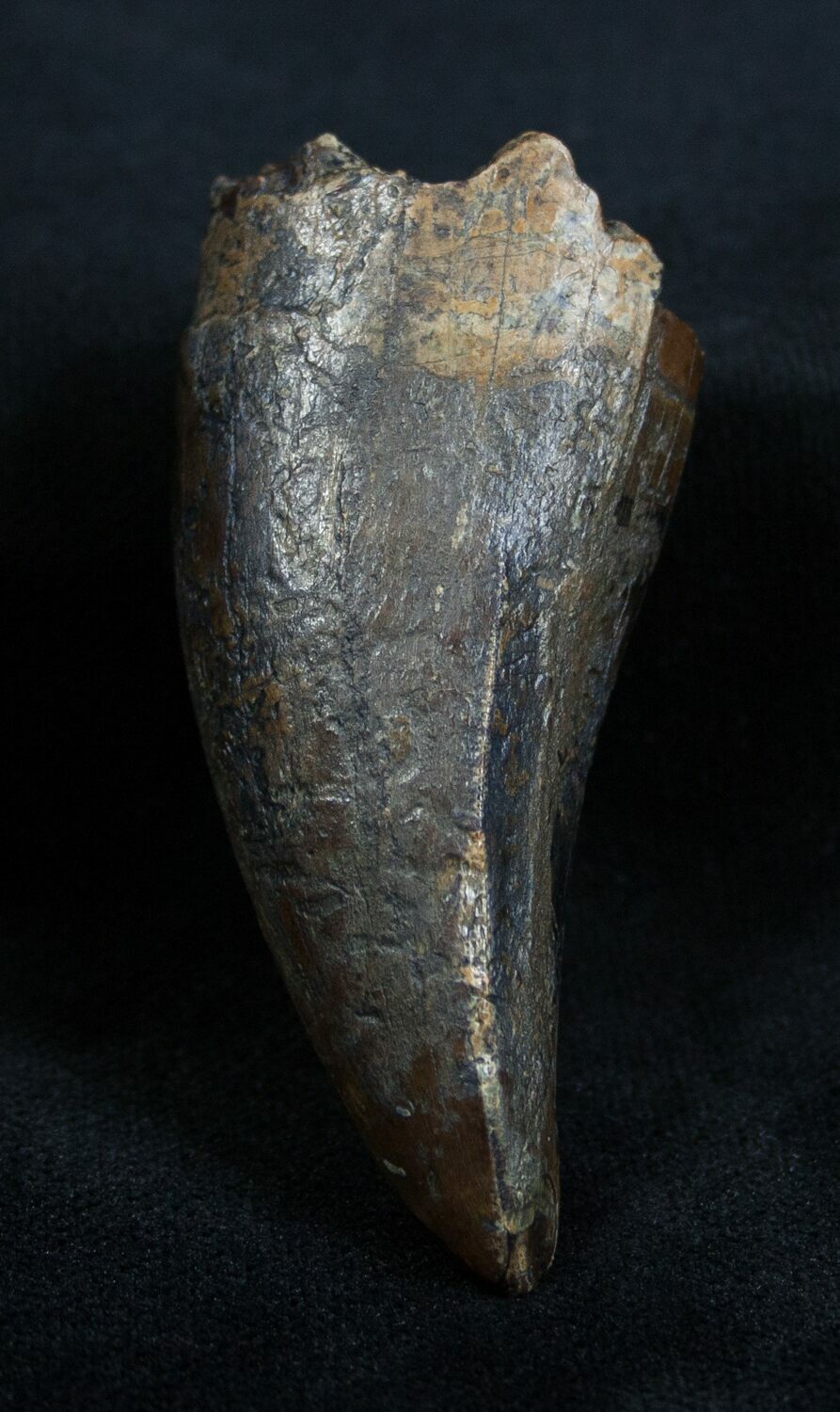 tyrannosaurus tooth sale