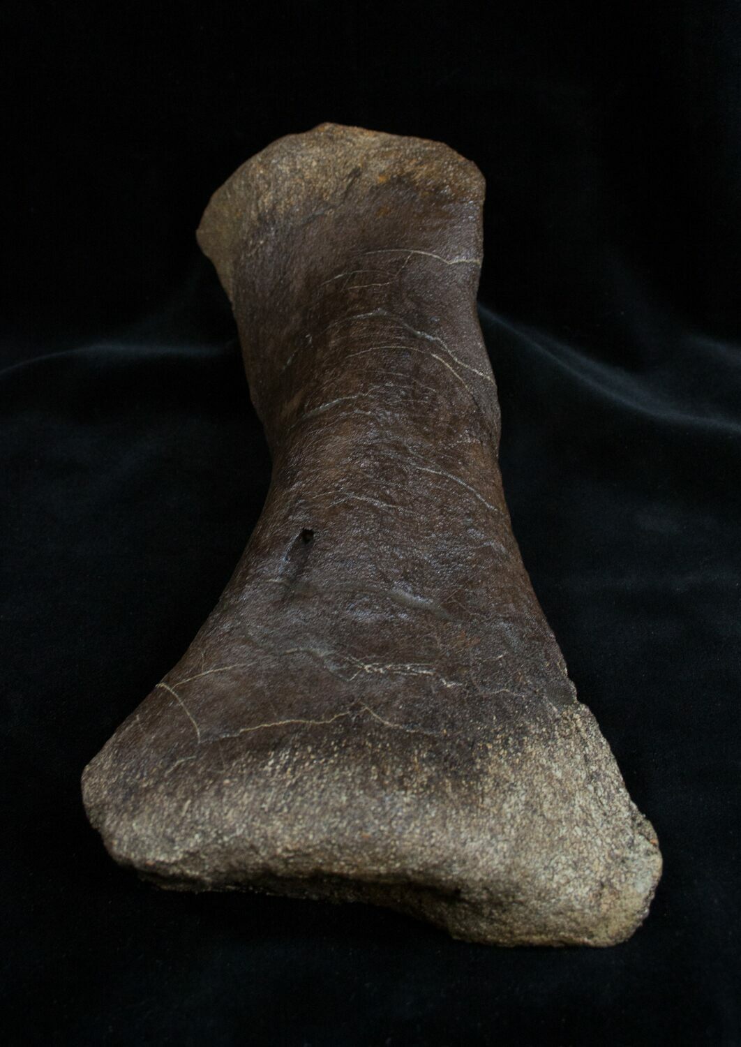 edmontosaurus bones