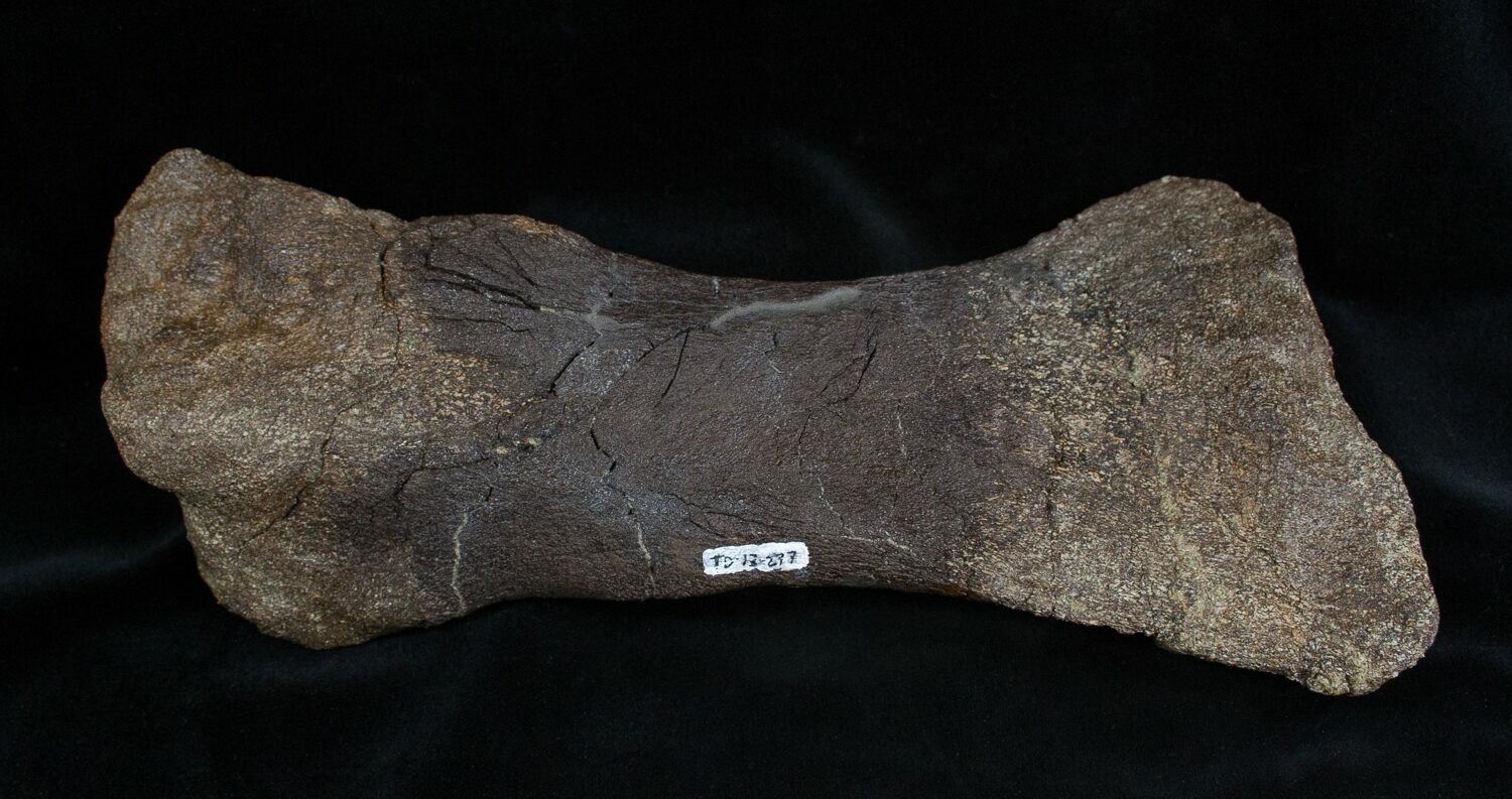 edmontosaurus bones