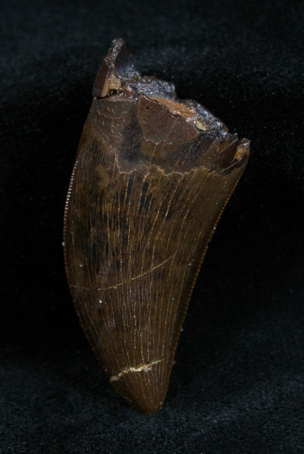 t rex tooth fossil