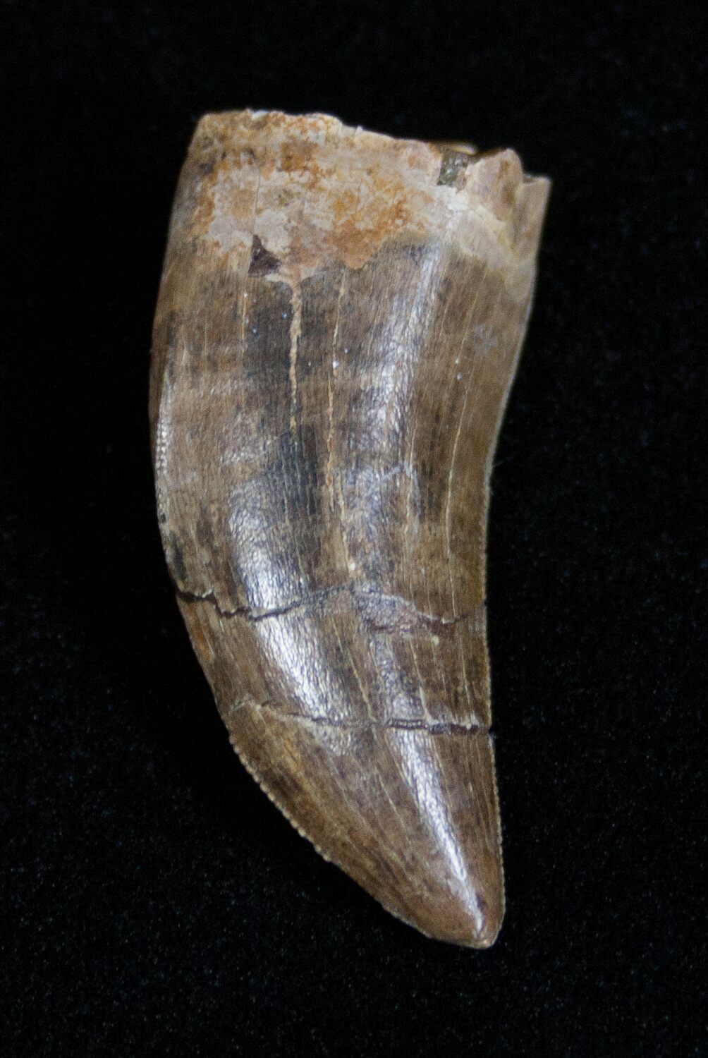 albertosaurus teeth