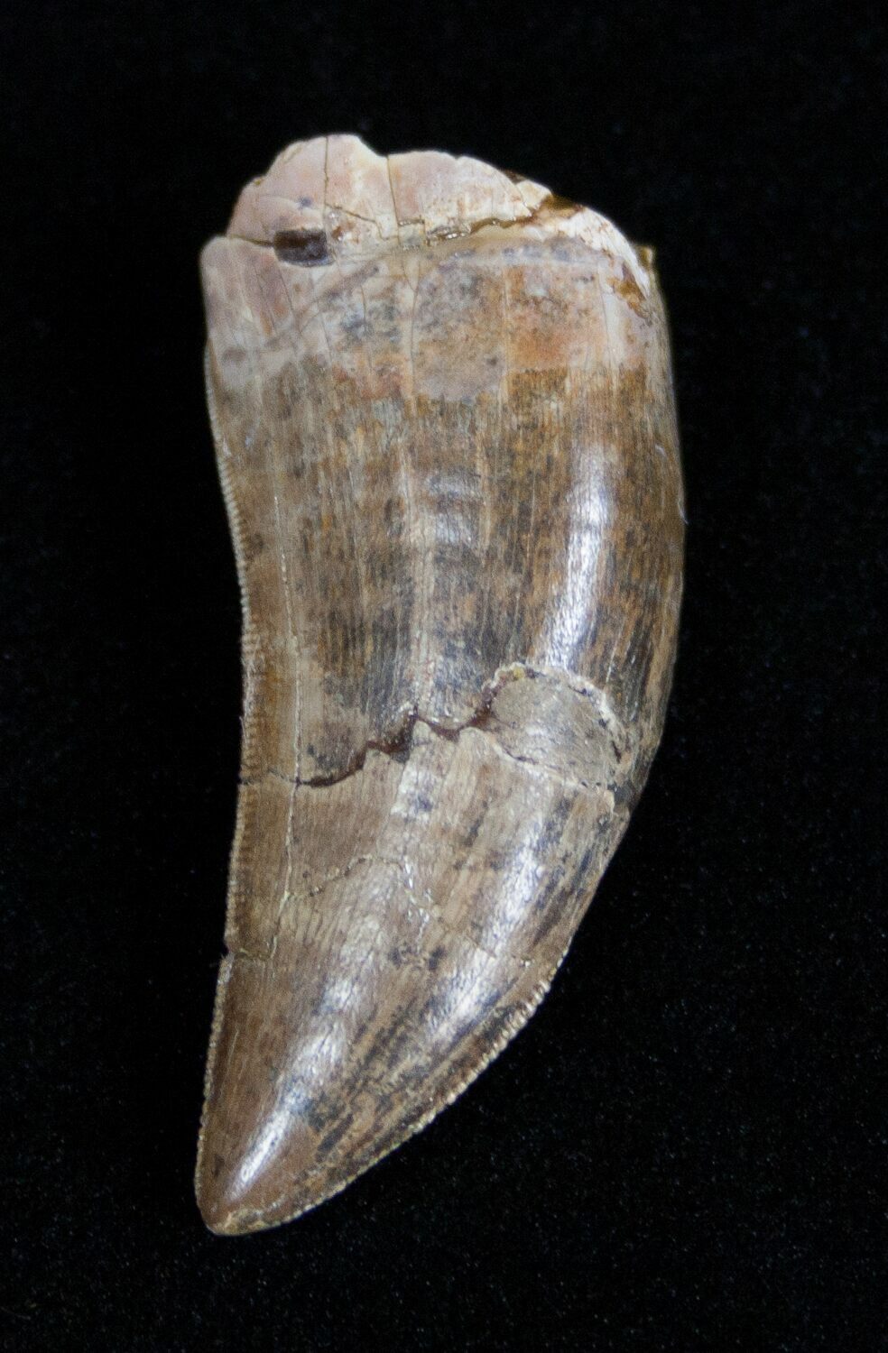 albertosaurus teeth