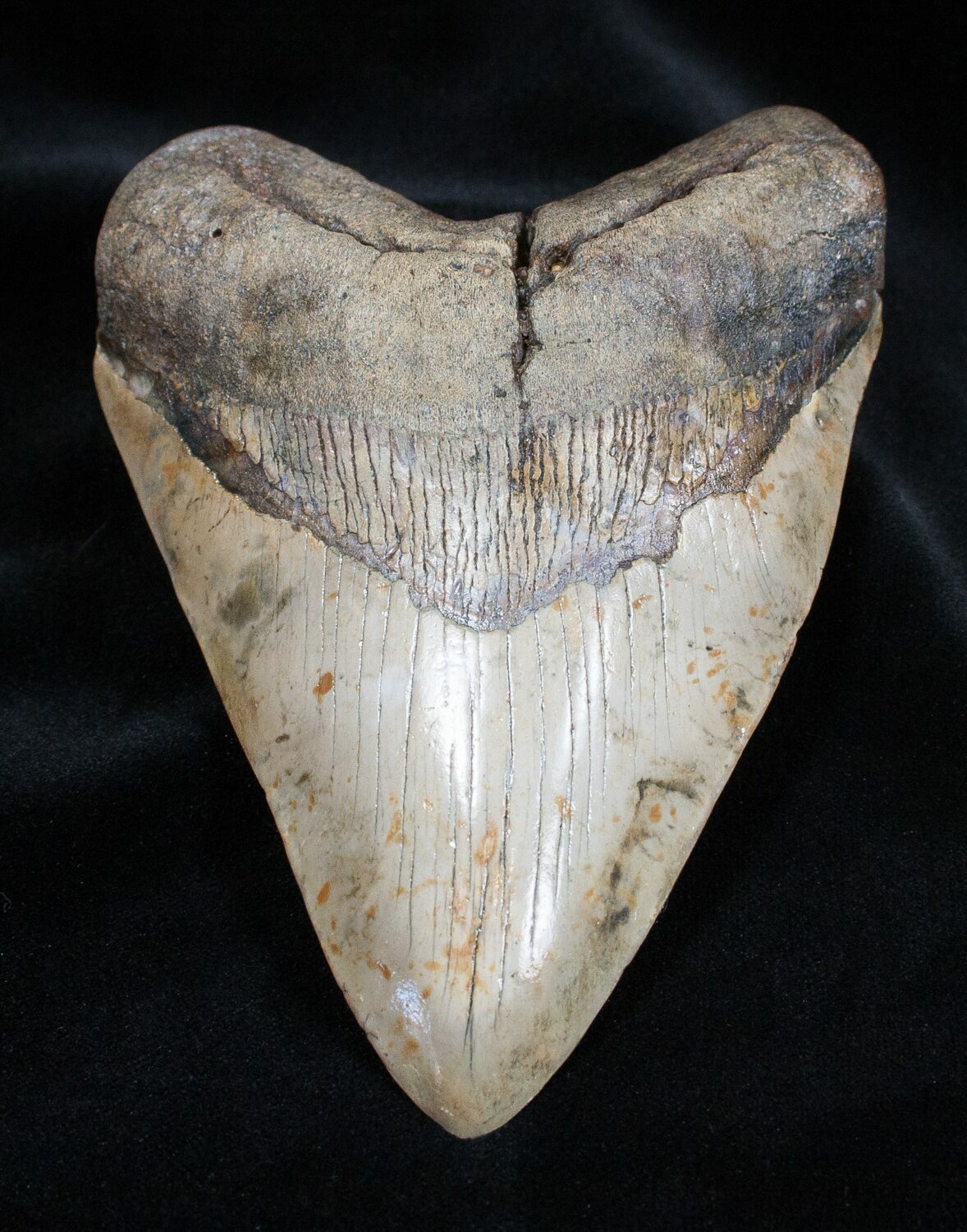 Impressive 5.75 Inch Megalodon Tooth For Sale (#1667) - FossilEra.com