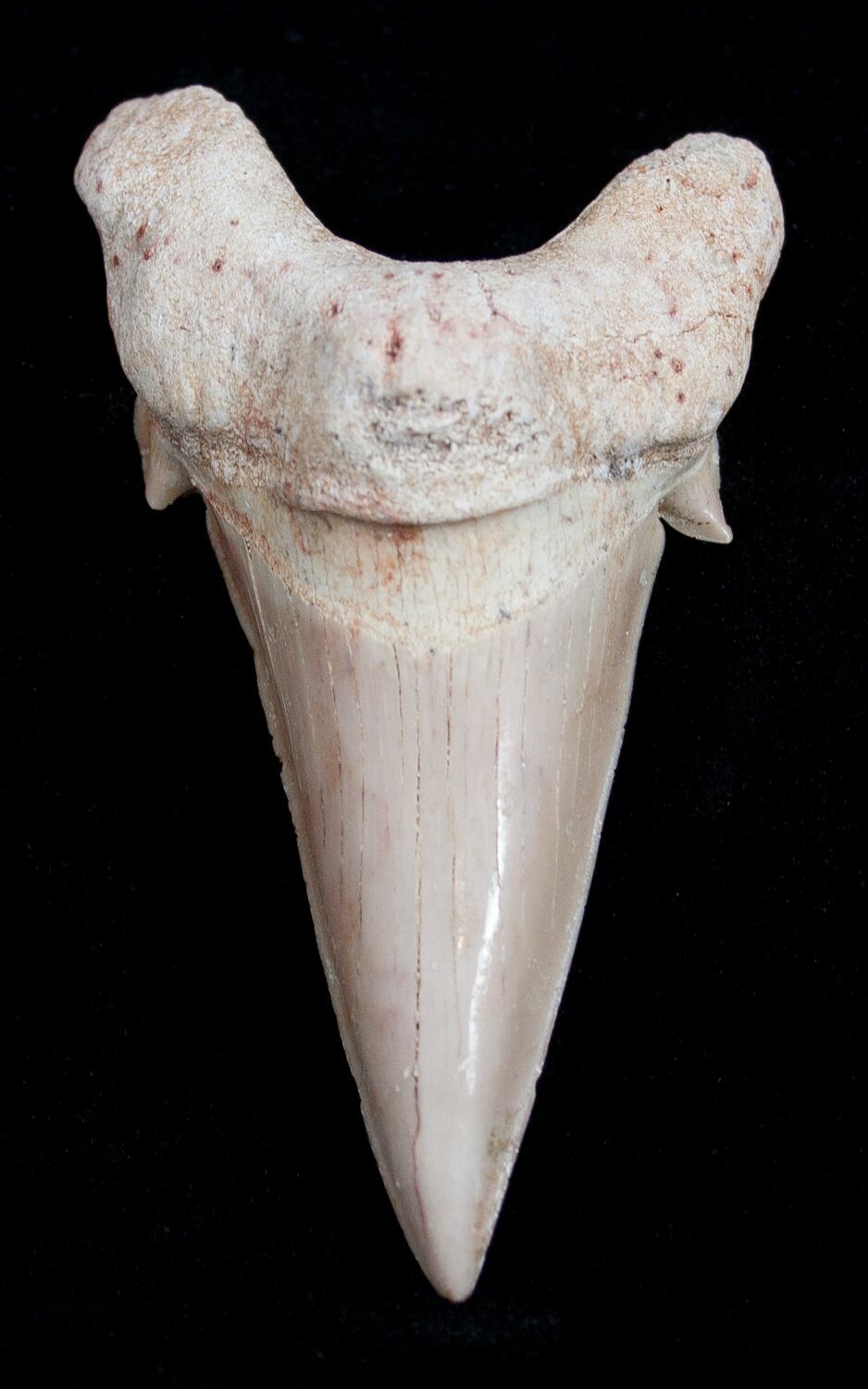 High Quality Otodus Fossil Shark Tooth For Sale (#1736) - FossilEra.com