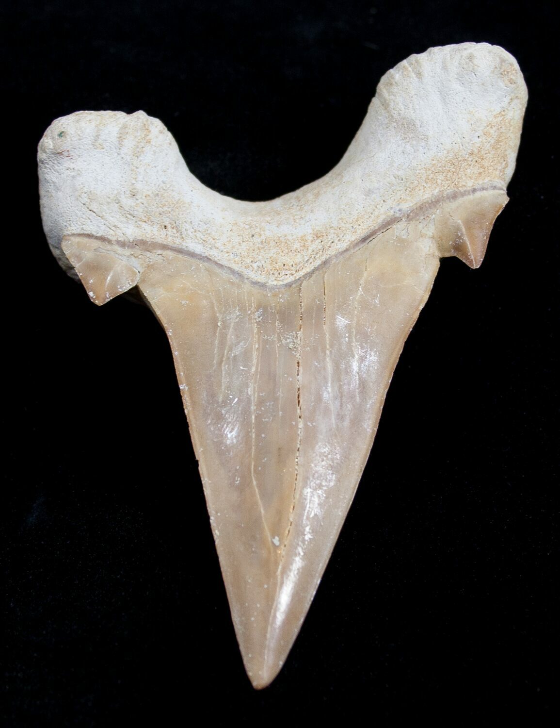 High Quality Otodus Fossil Shark Tooth For Sale (1741)