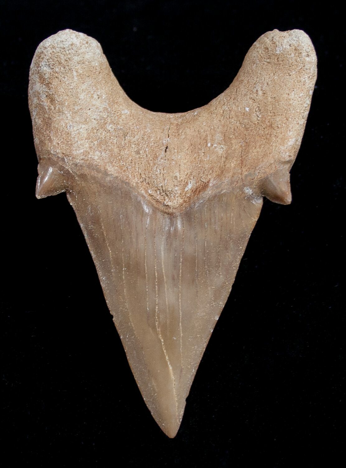 High Quality Otodus Fossil Shark Tooth For Sale (#1747) - FossilEra.com