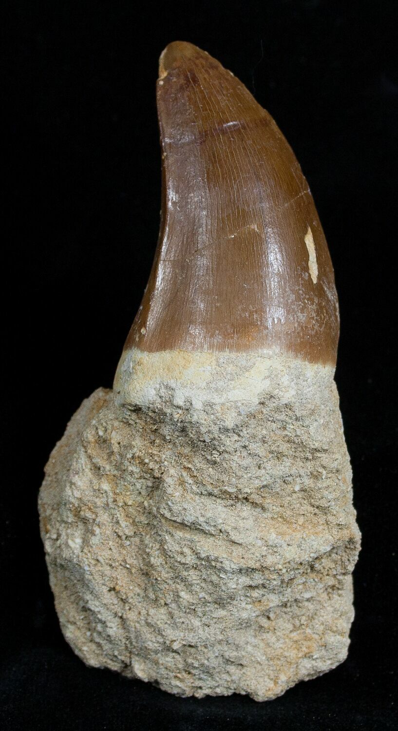 mosasaurus tooth for sale