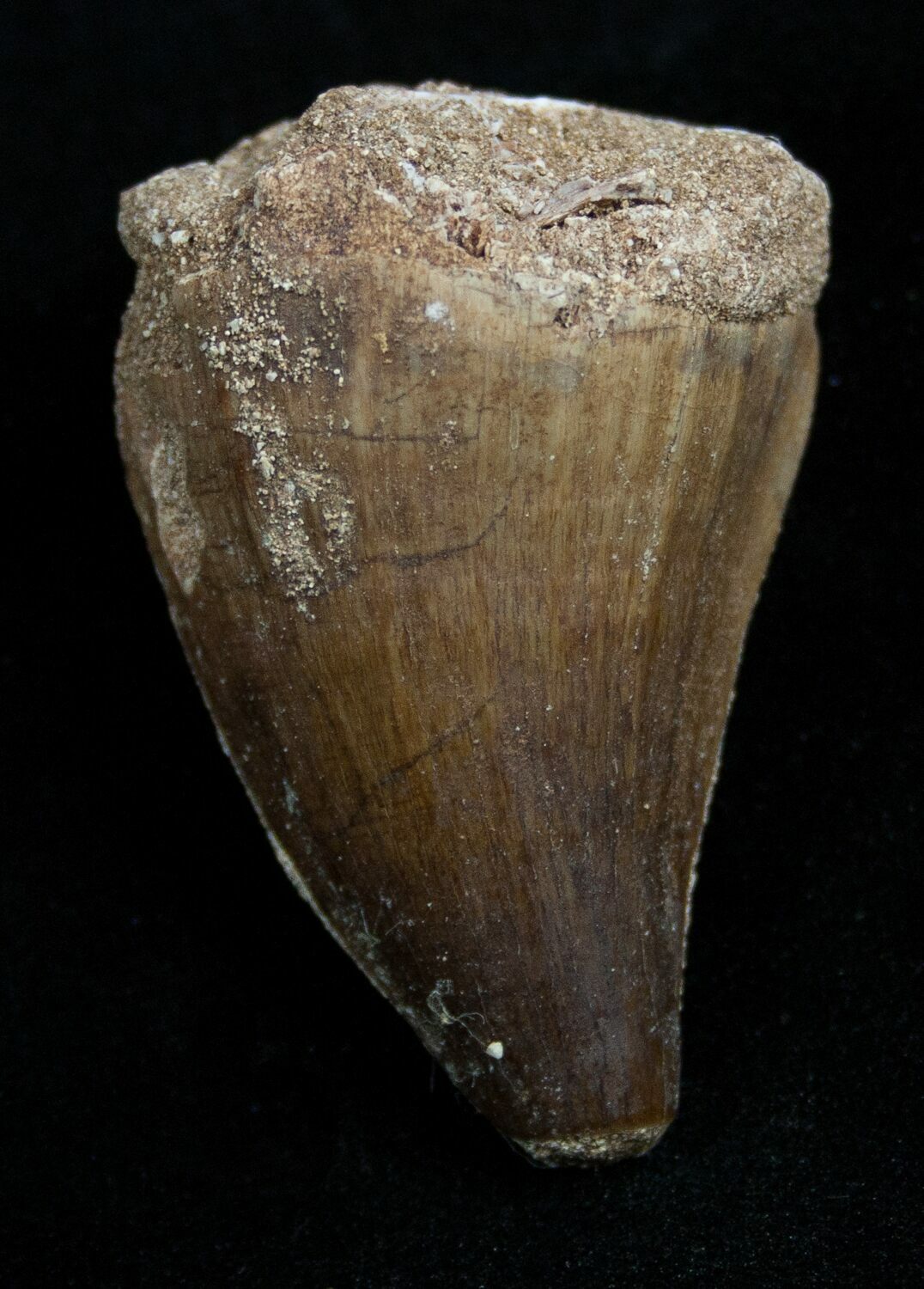 Mosasaur Tooth Free Of Matrix ON EBAY For Sale 1777 FossilEra