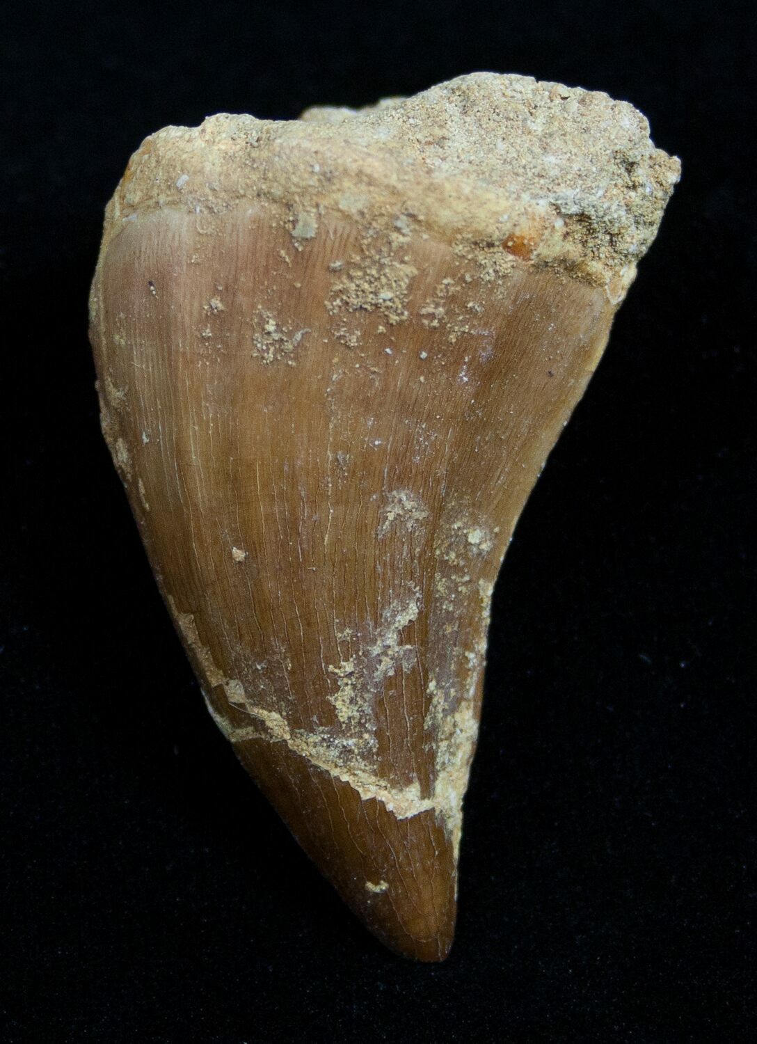 real mosasaur tooth