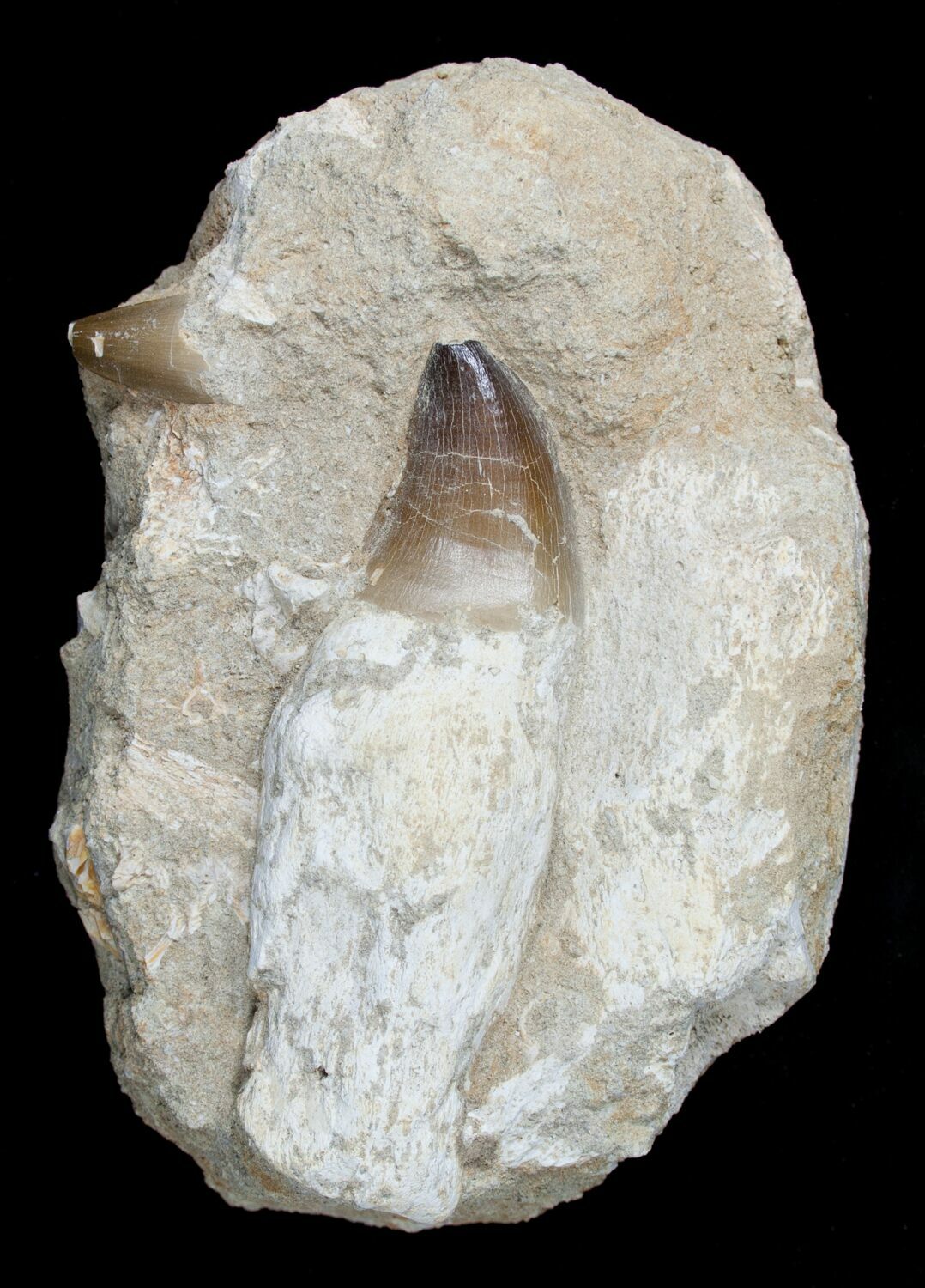 real mosasaur tooth