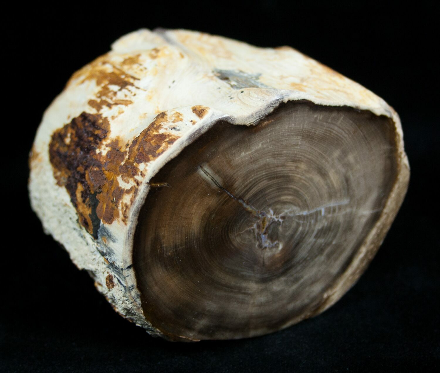 List 95+ Pictures where to find petrified wood in washington state Sharp