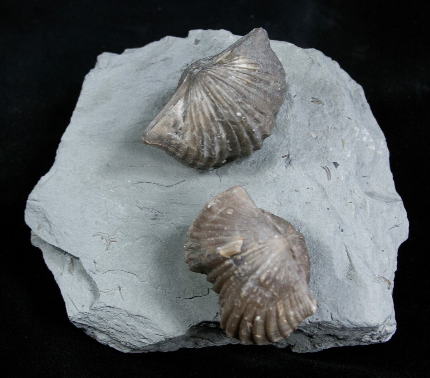 Platystrophia Brachiopods From Kentucky For Sale (1848)
