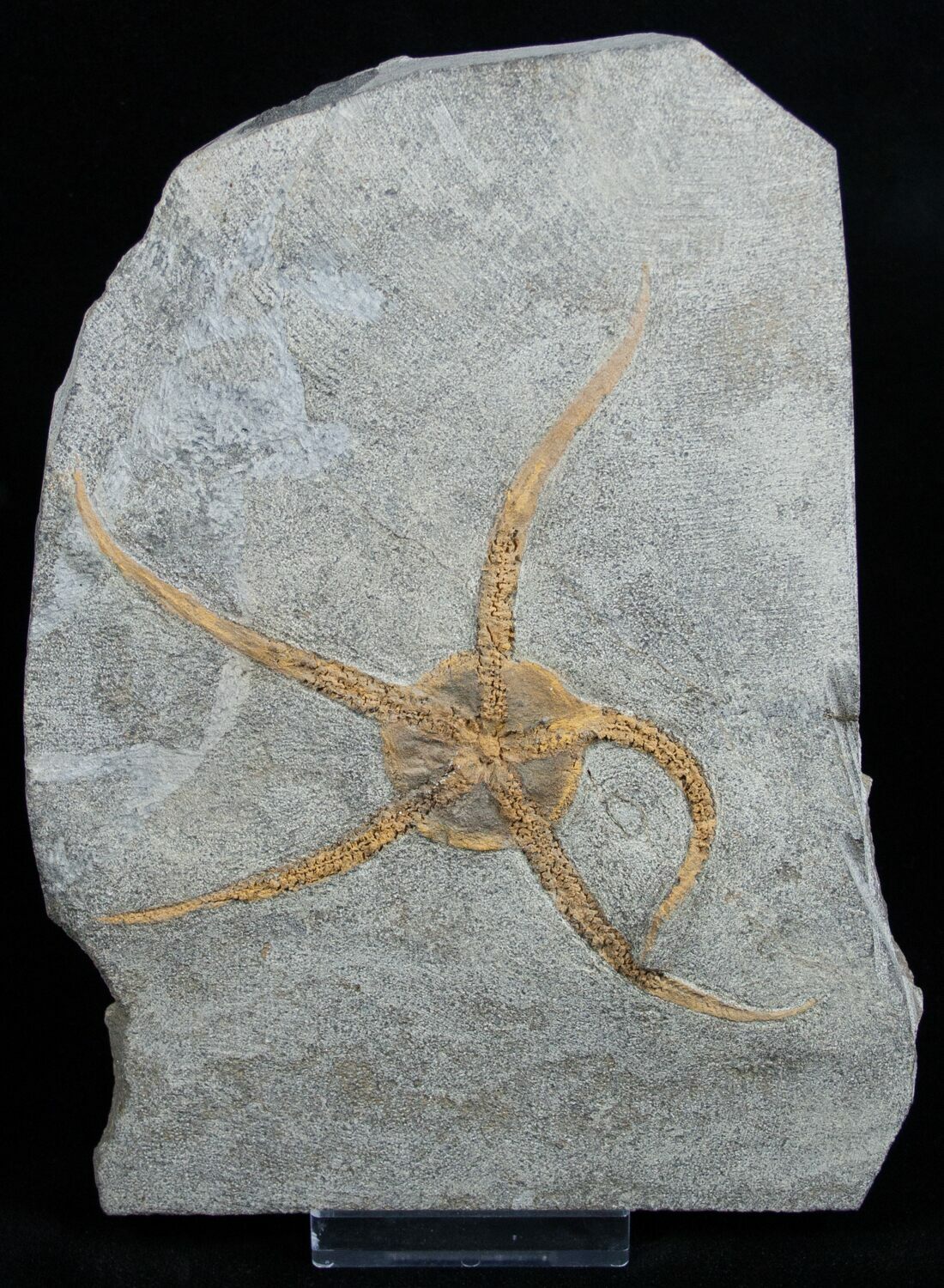 Large Starfish/Brittlestar Fossil From Morocco For Sale (#1937