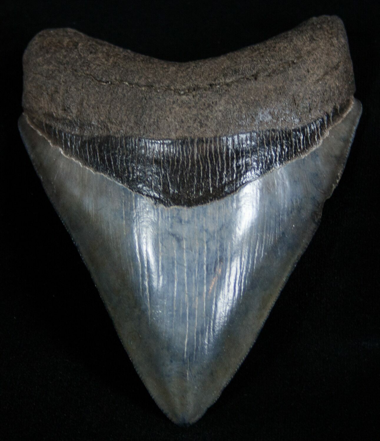 Collector Quality Florida Megalodon Tooth - 4.45 Inches For Sale (#1940