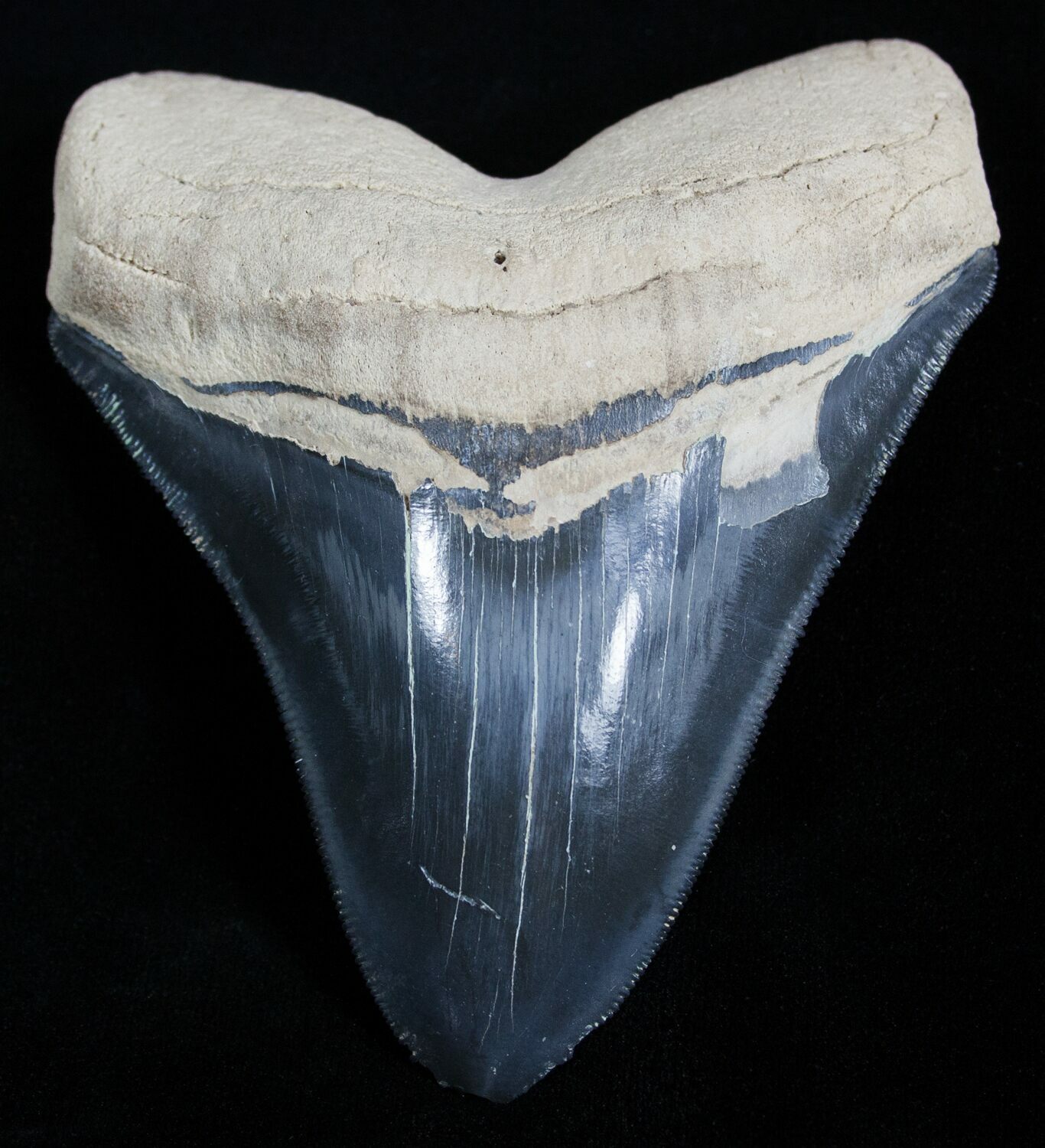 Large 4+ Inch Bone Valley Megalodon Tooth For Sale (#2001) - FossilEra.com