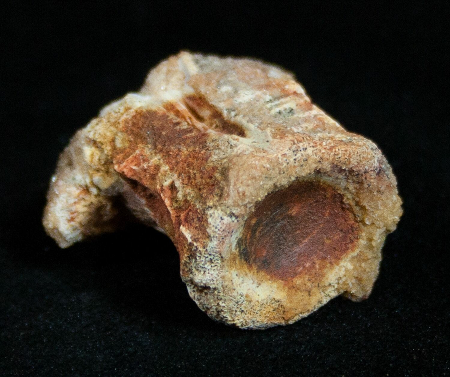 dinosaur tail vertebrae