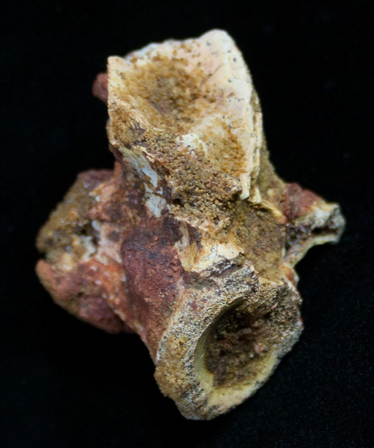 dinosaur tail vertebrae