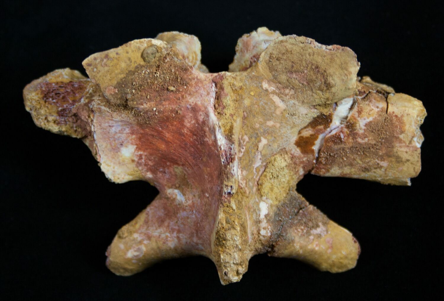 dinosaur vertebrae fossil