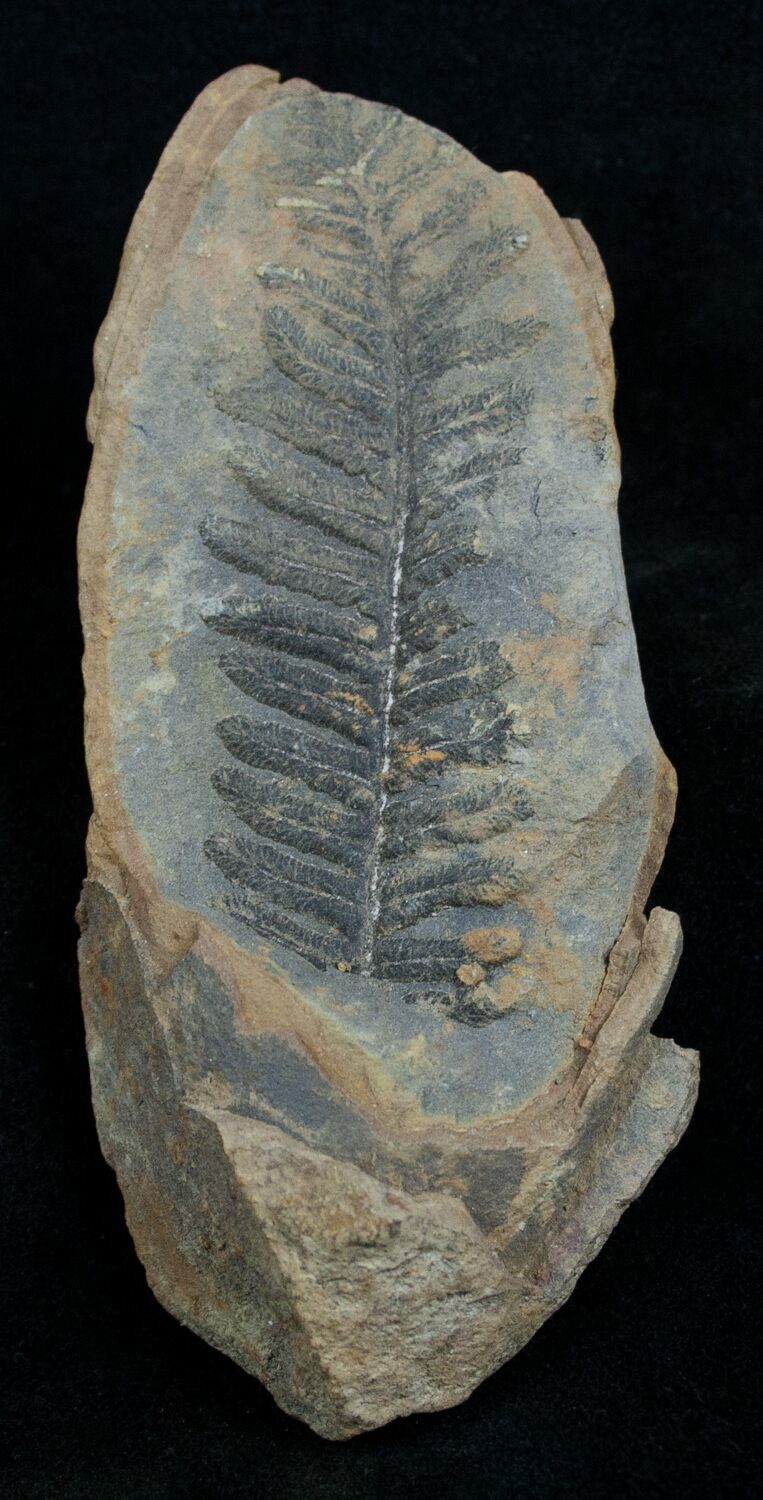 Fern Fossil From Mazon Creek Million Years Old For Sale