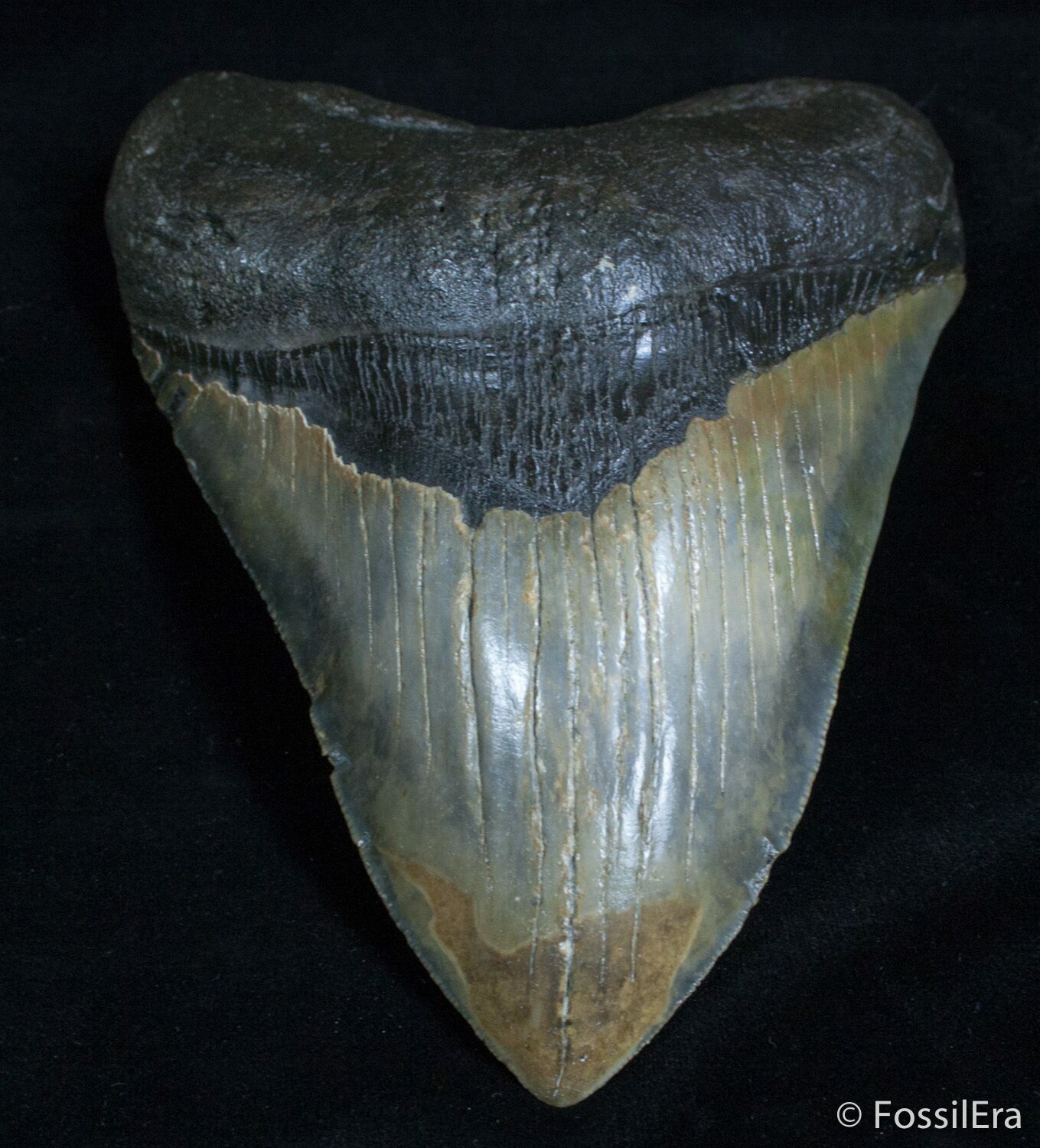 Giant 6.08 Inch Megalodon Tooth For Sale (#2220) - FossilEra.com