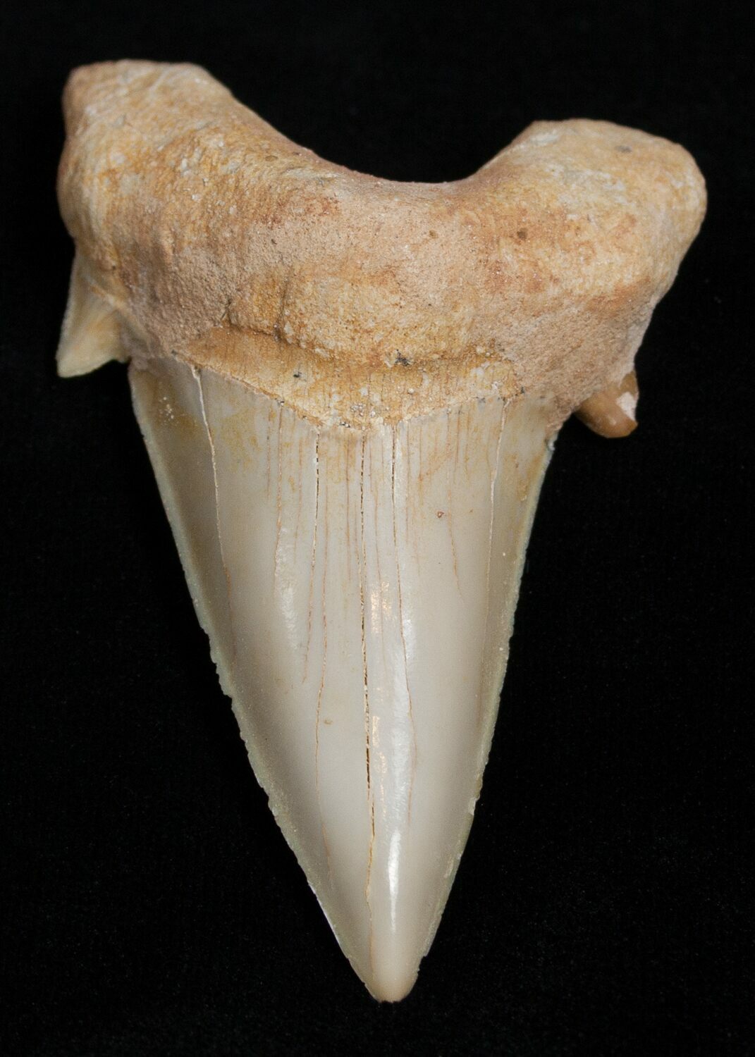 High Quality Otodus Fossil Shark Tooth For Sale (#2225) - FossilEra.com