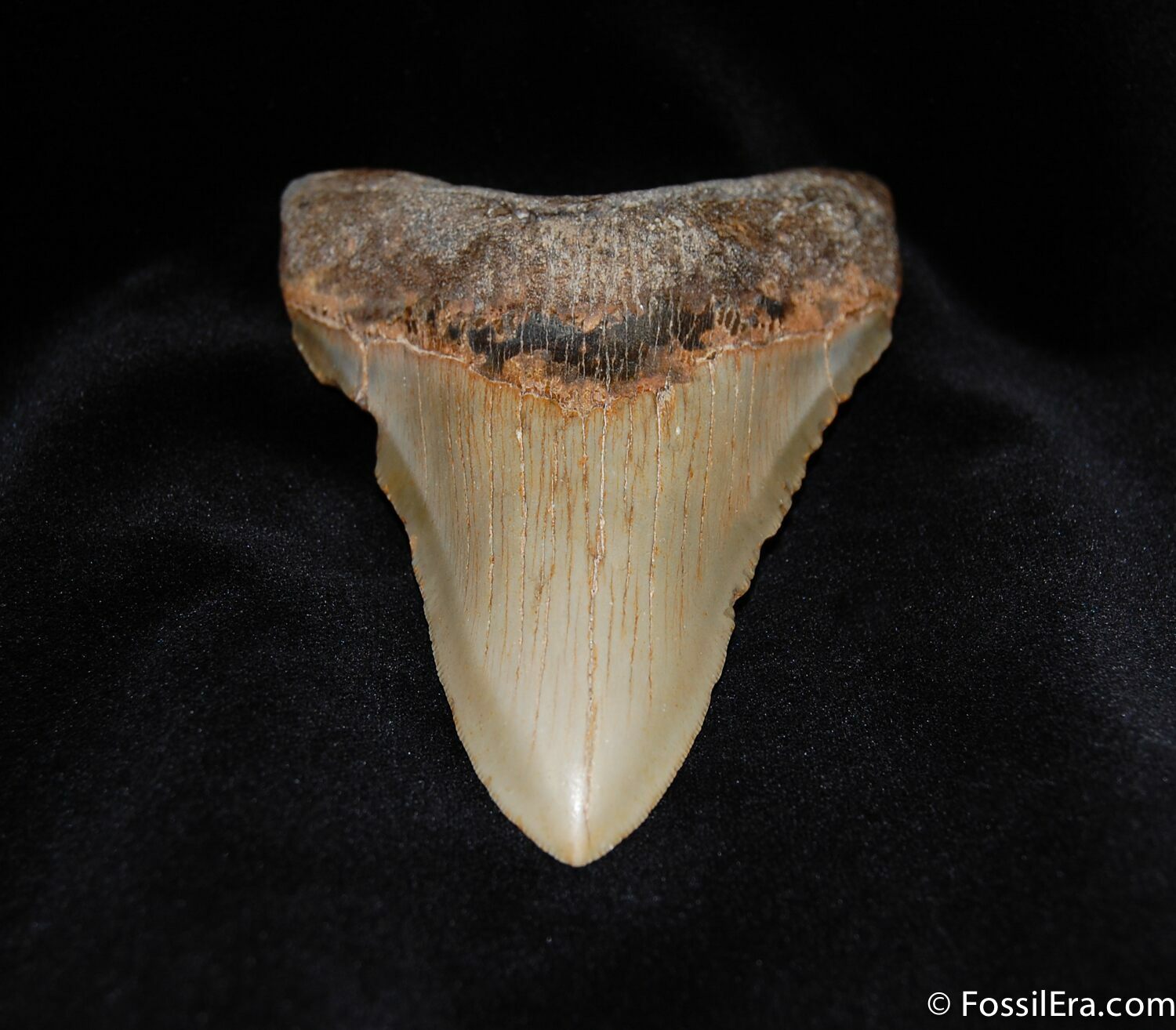Big, Sharp 4.9 Inch Megalodon Tooth For Sale (#58) - FossilEra.com