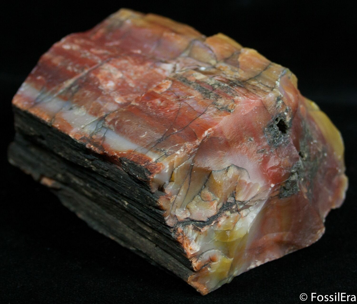 Rough Arizona Rainbow Petrified Wood (14 oz) For Sale (2367