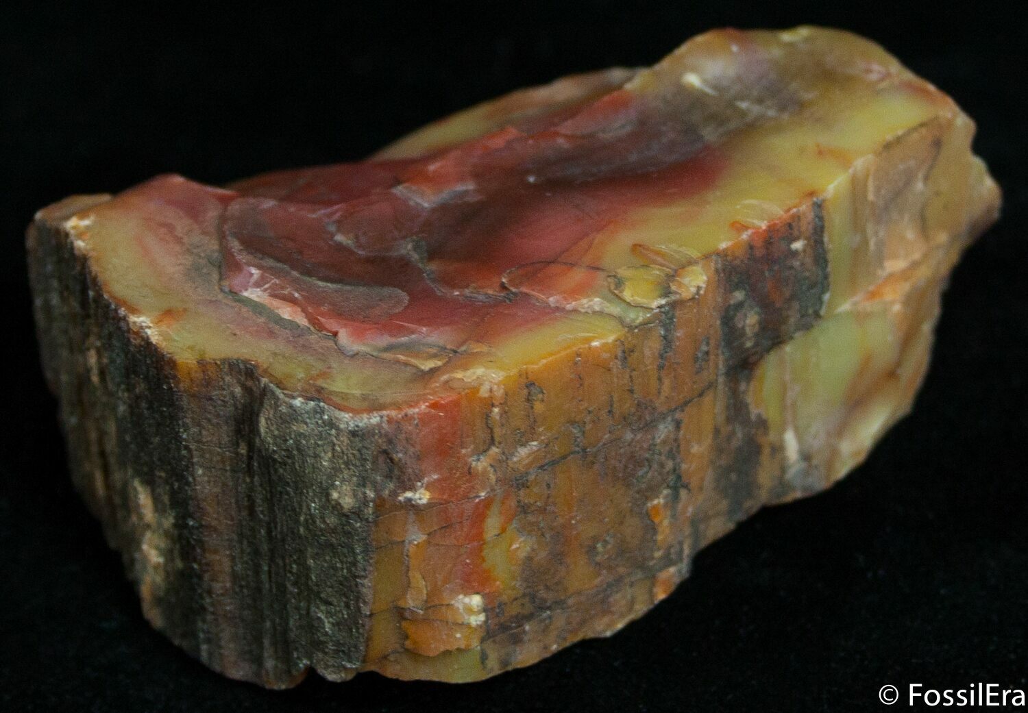 large-petrified-wood-specimen