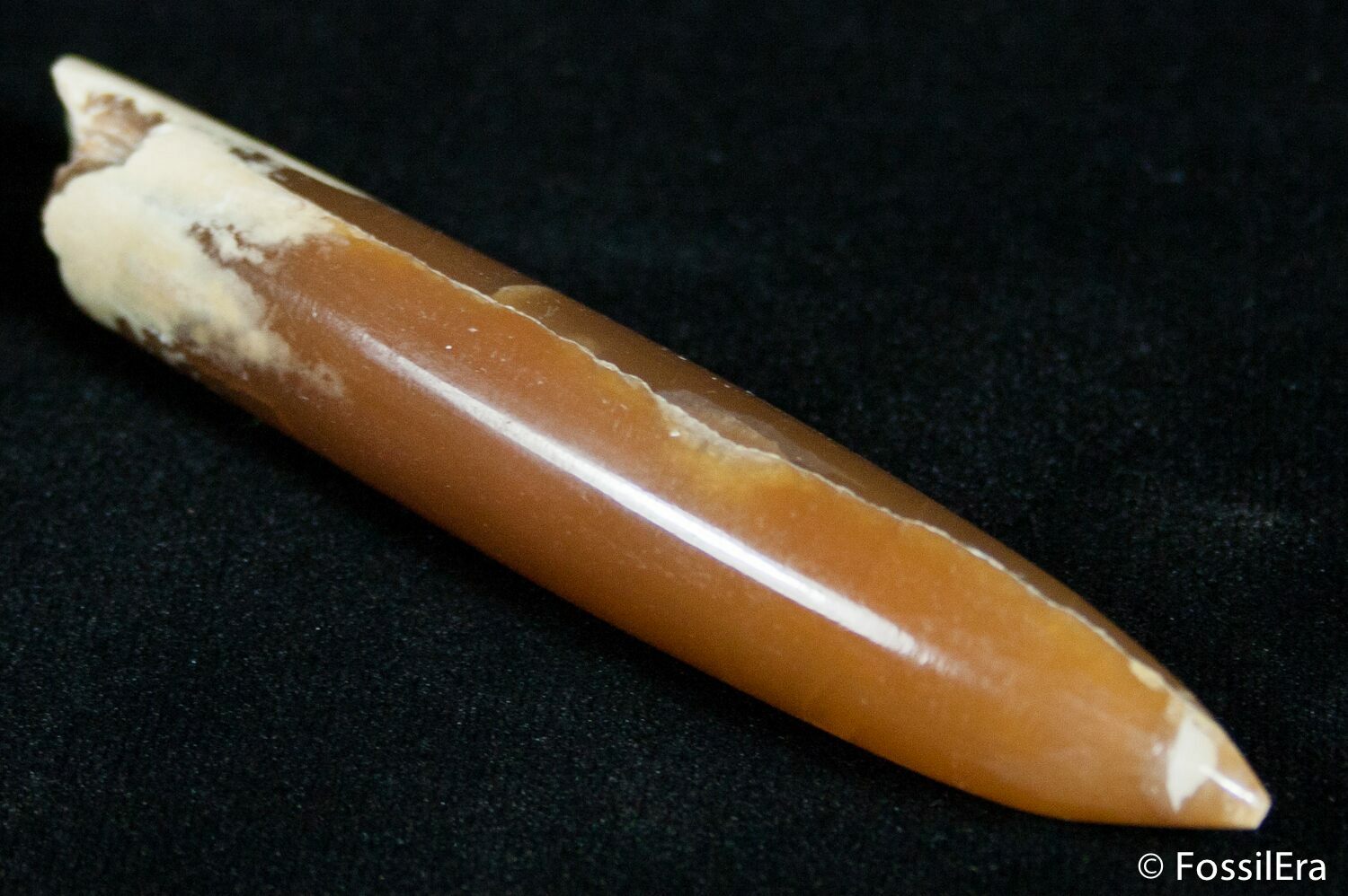 3 Inch Agatized Belemnite Fossil Polished For Sale (2422)