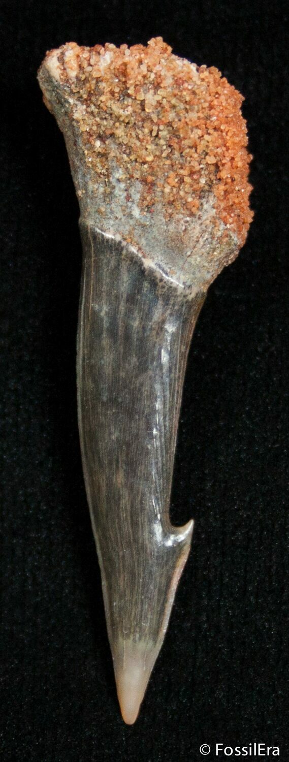 Well Preserved Onchopristis Barb (Giant Sawfish) For Sale (2462