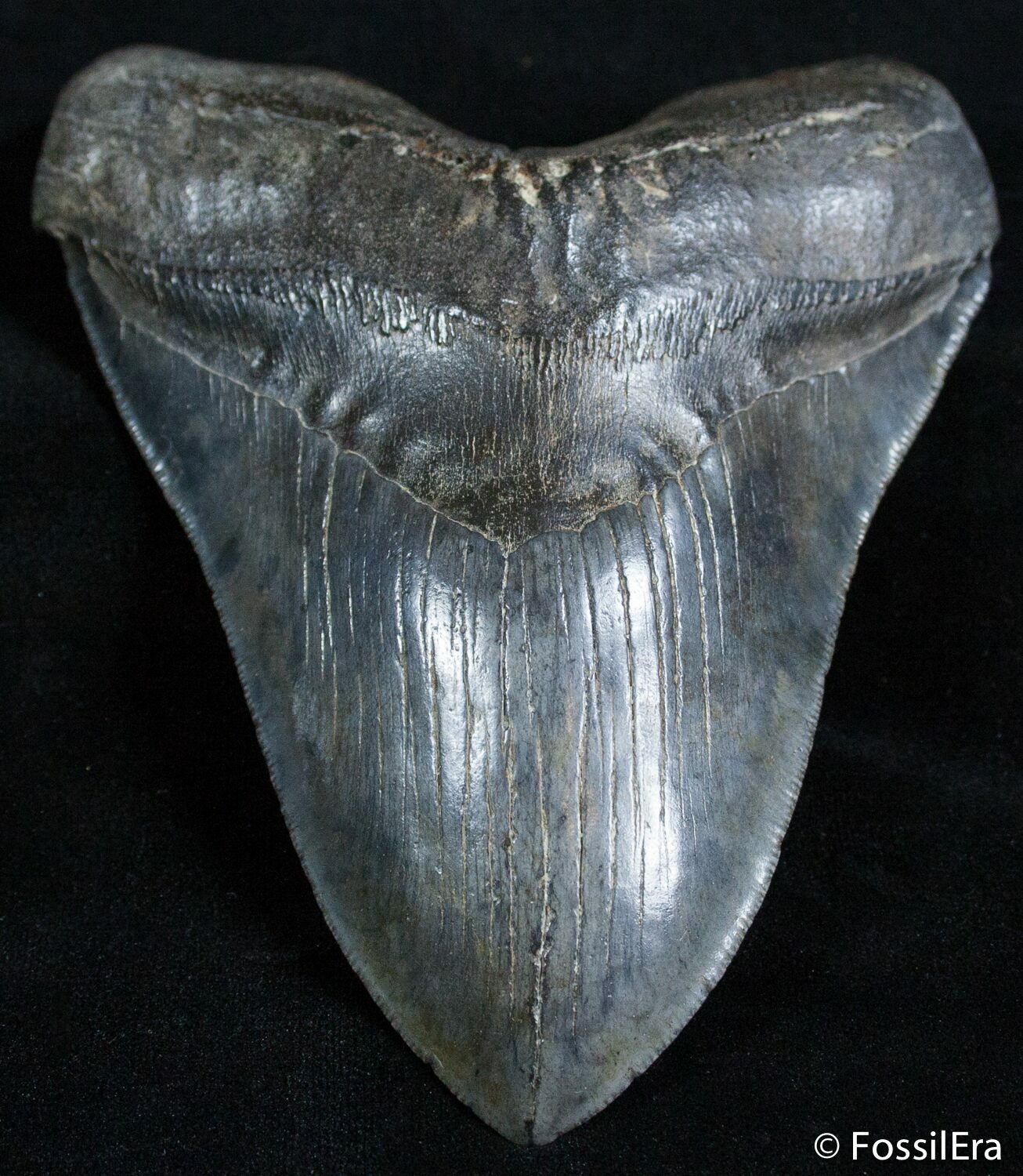 Premium 5.85 Inch Megalodon Tooth For Sale (#2581) - FossilEra.com