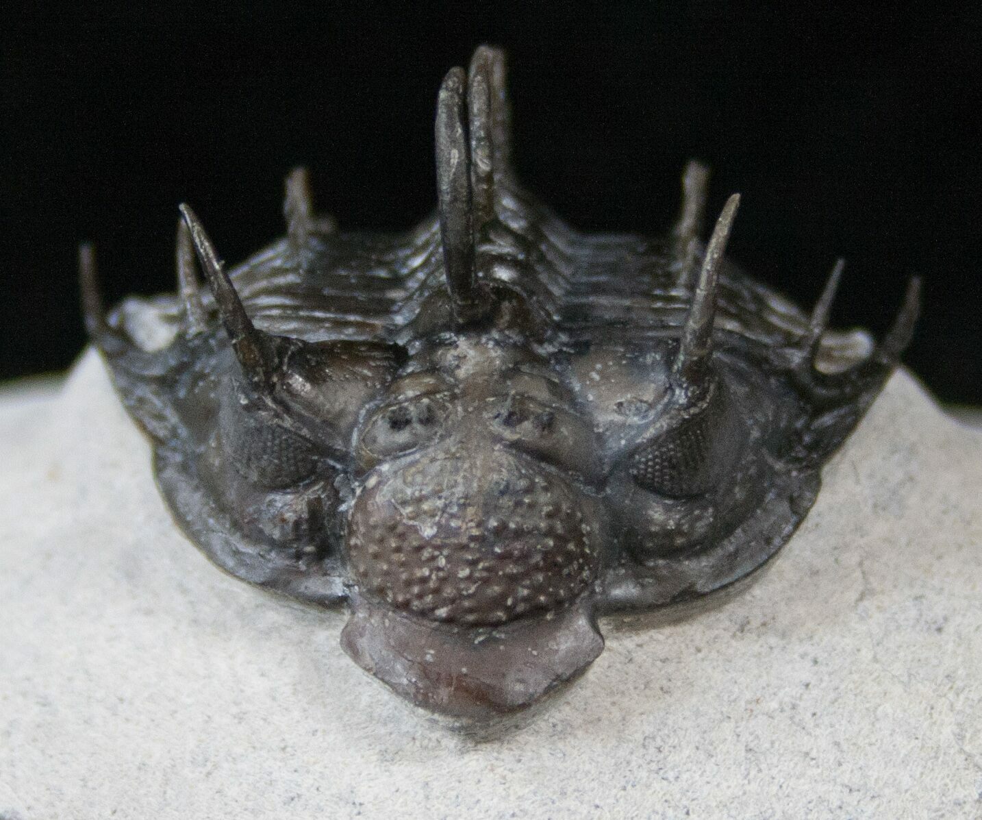 Impressive Comura Trilobite Real Spines For Sale 16076 FossilEra