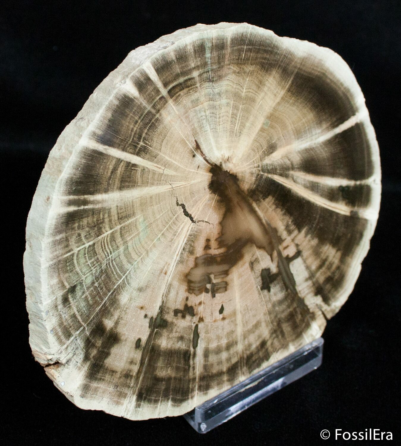 Zimbabwe Petrified Wood Slab (3 1/2 inches) For Sale (2733
