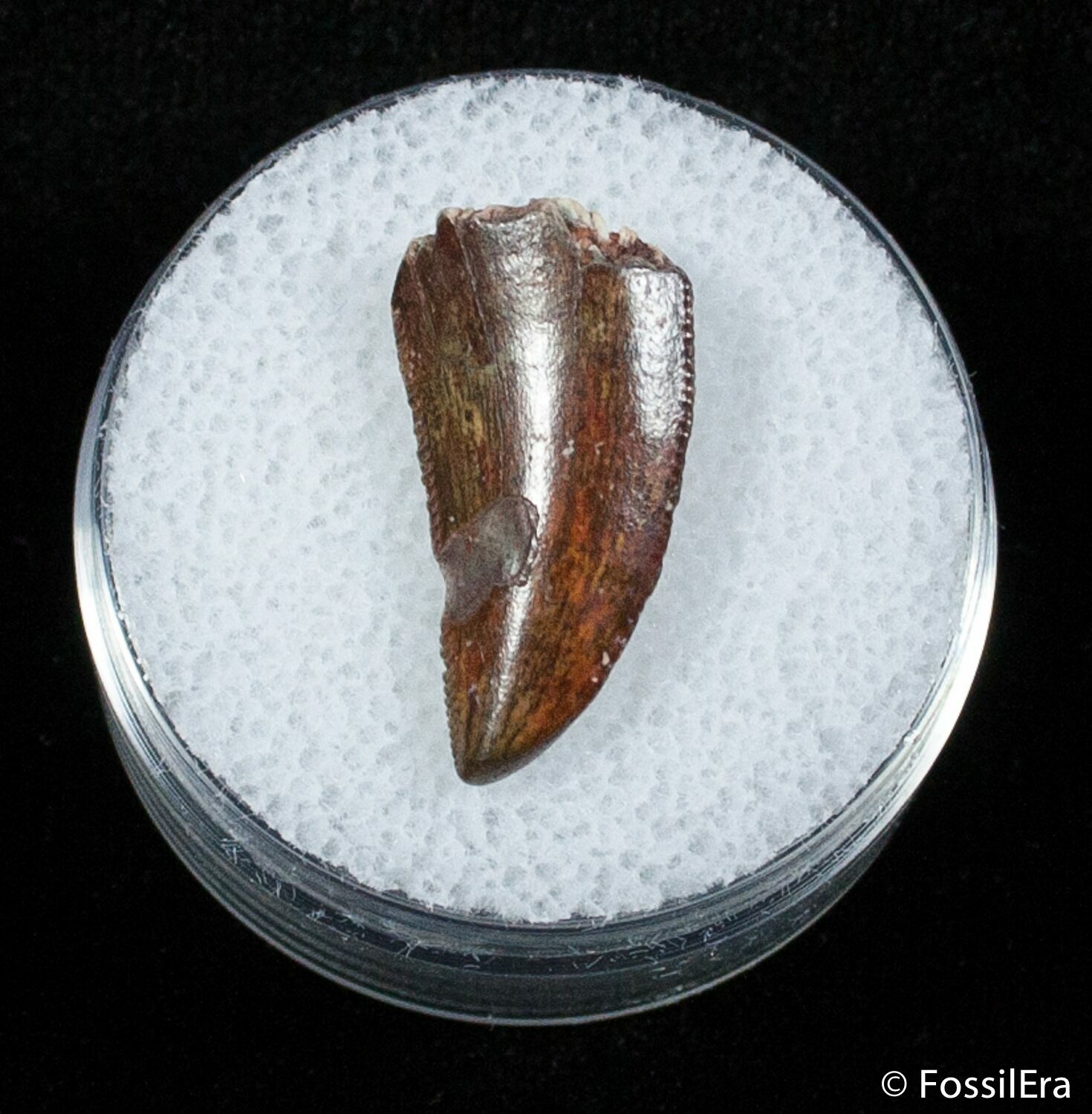 dromaeosaur tooth